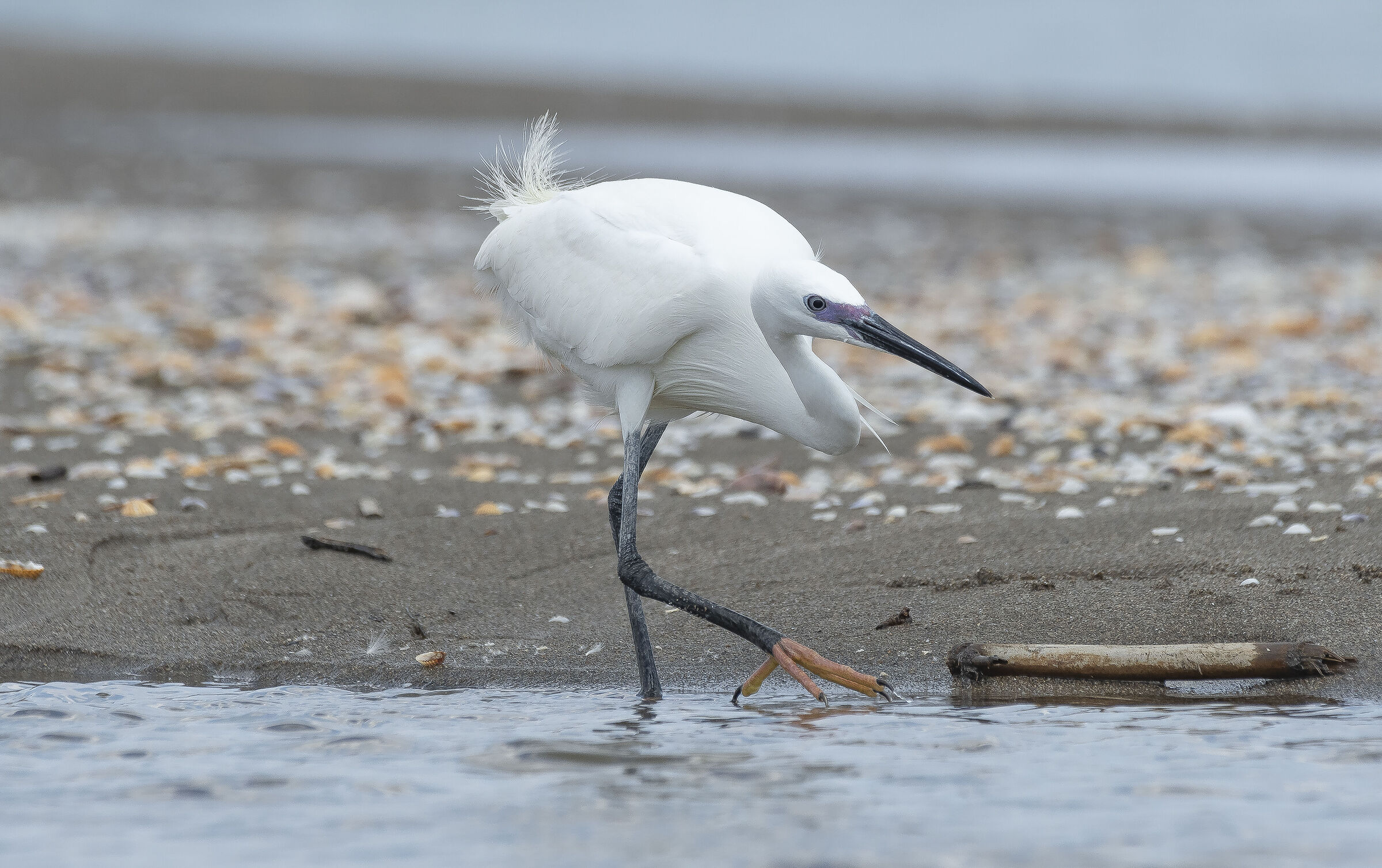 Egret egret egret breeding period