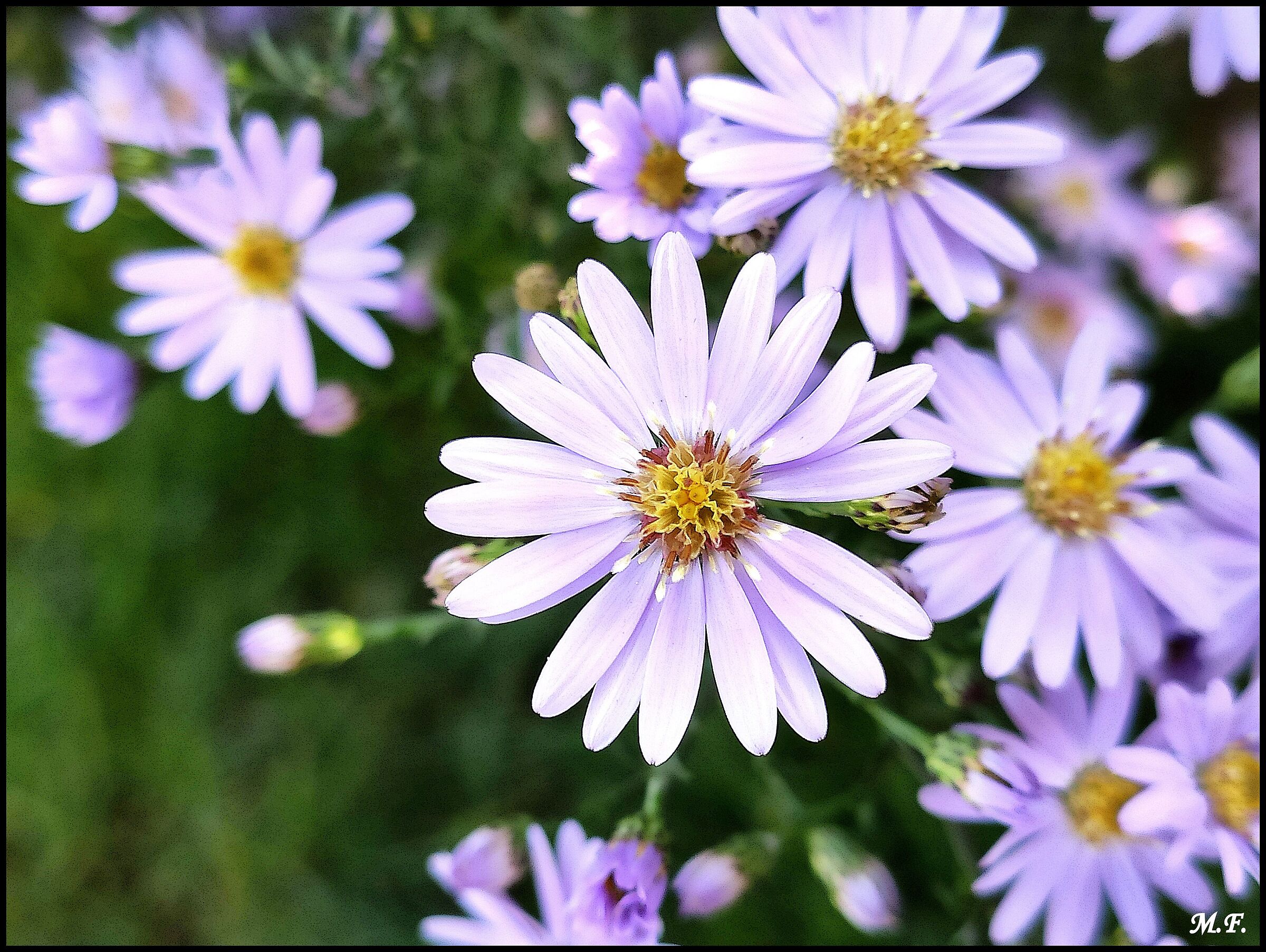 Tater's aster