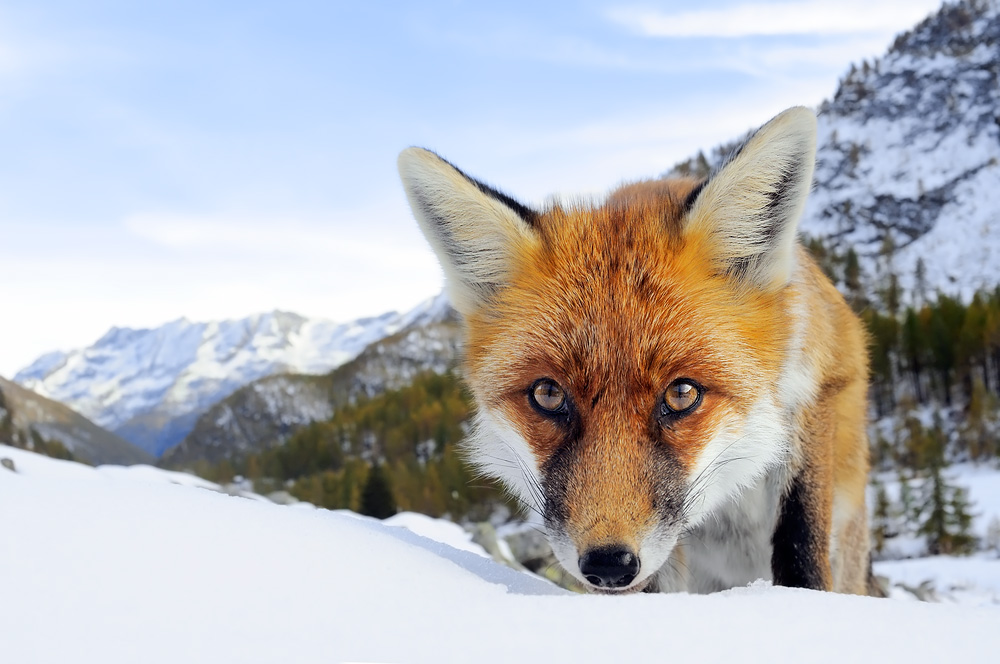 Volpe (Vulpes vulpes)