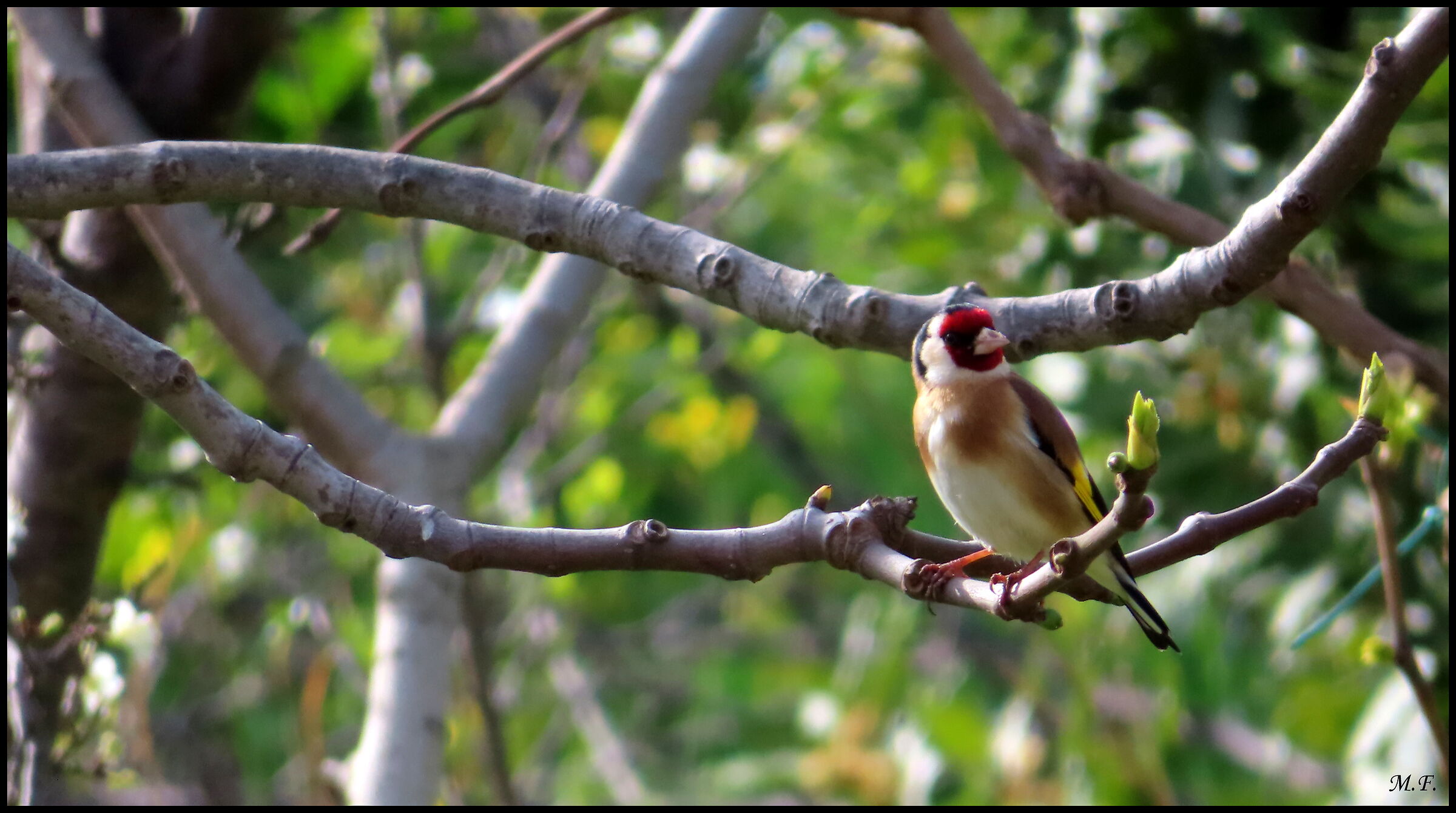 Cardellino
