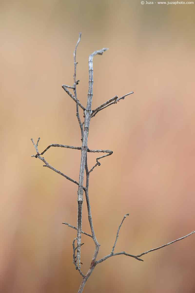 Achrioptera composite, 010,569