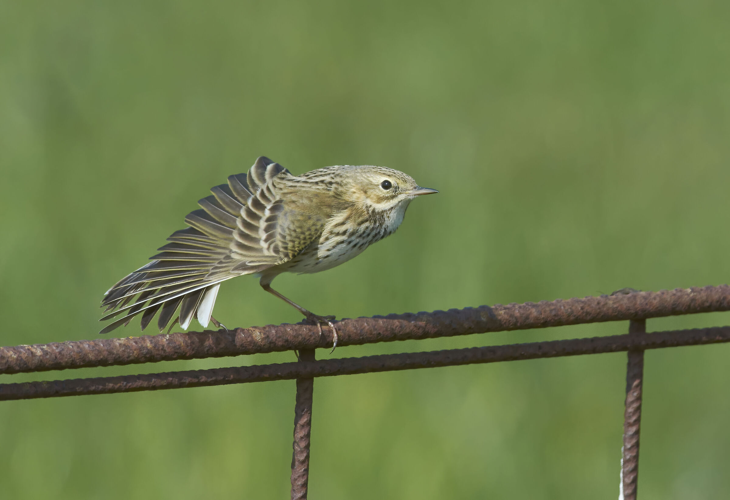 Meadow Pipit