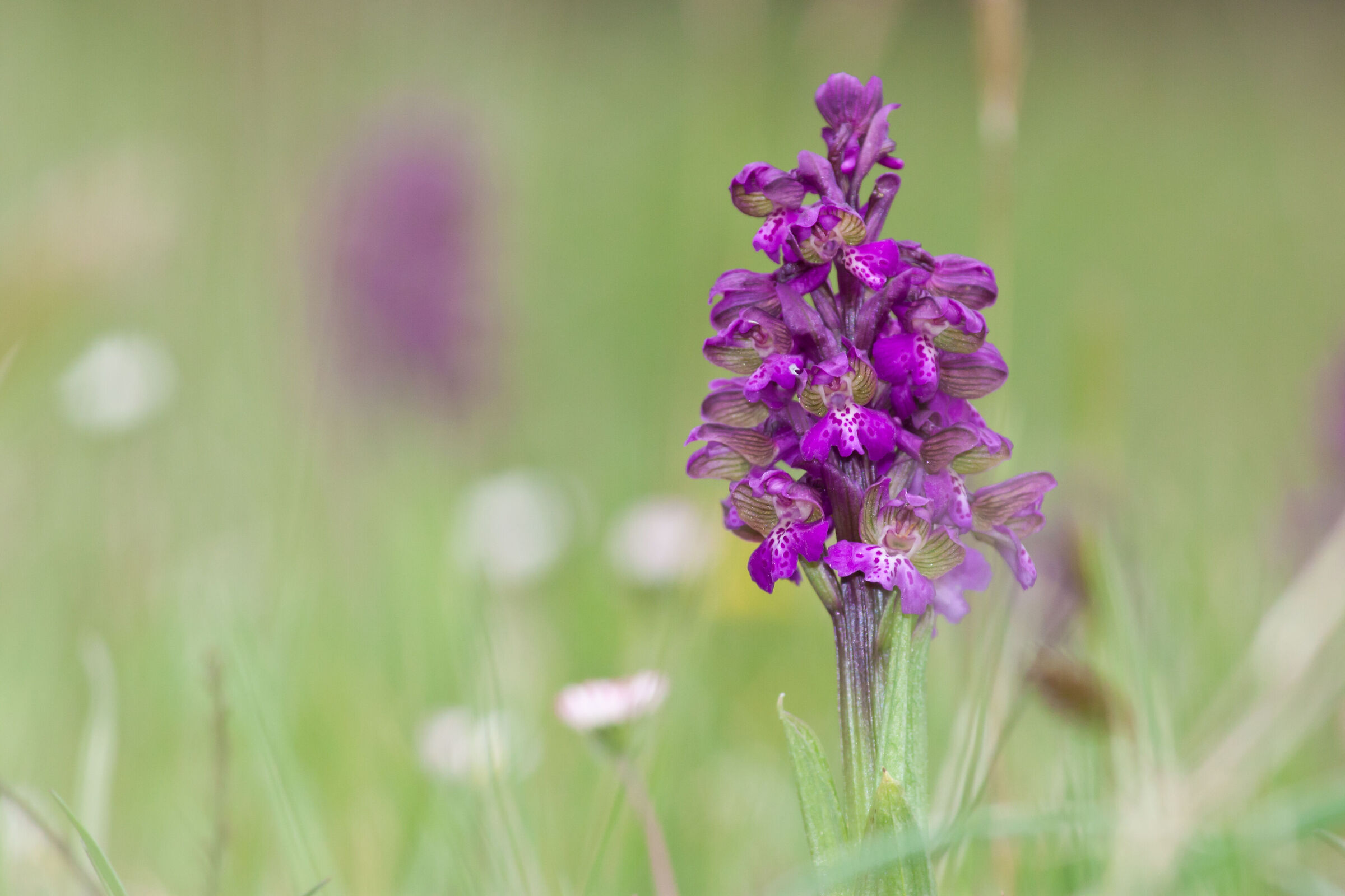 Orchis Morio