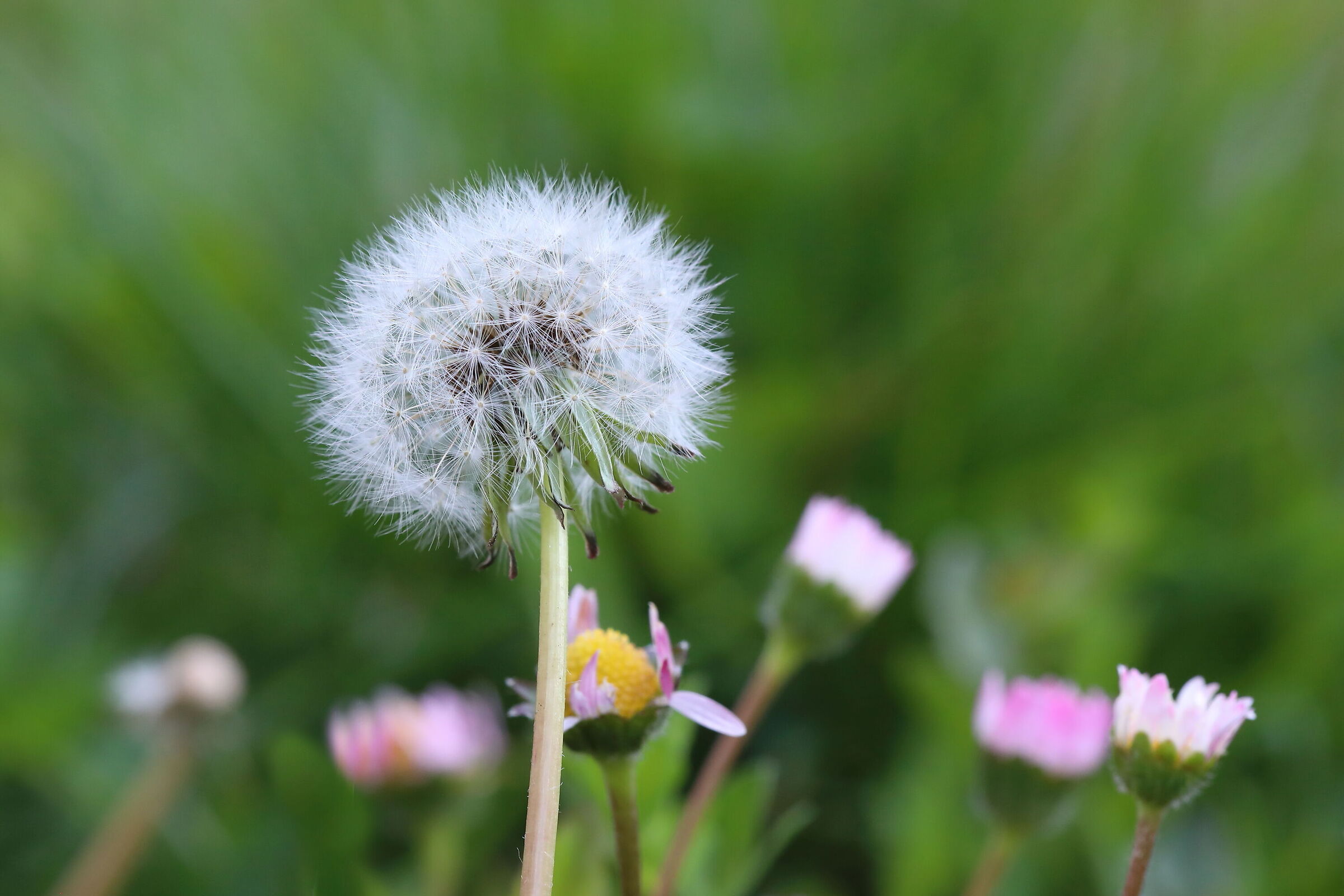 Common dandelion