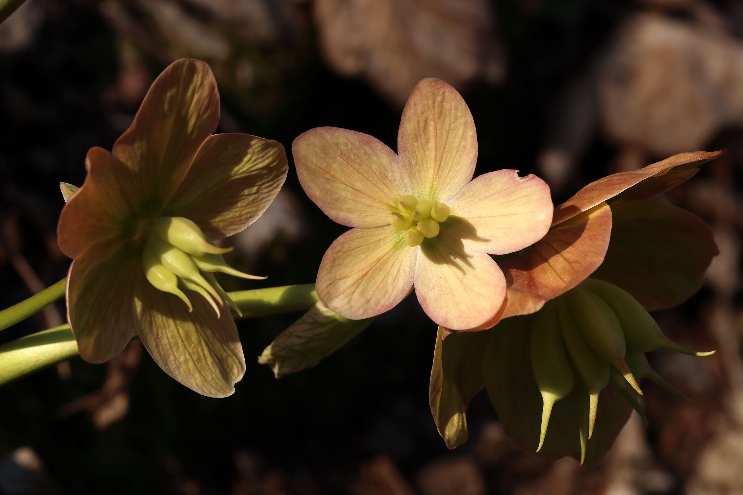 helleborus viridis