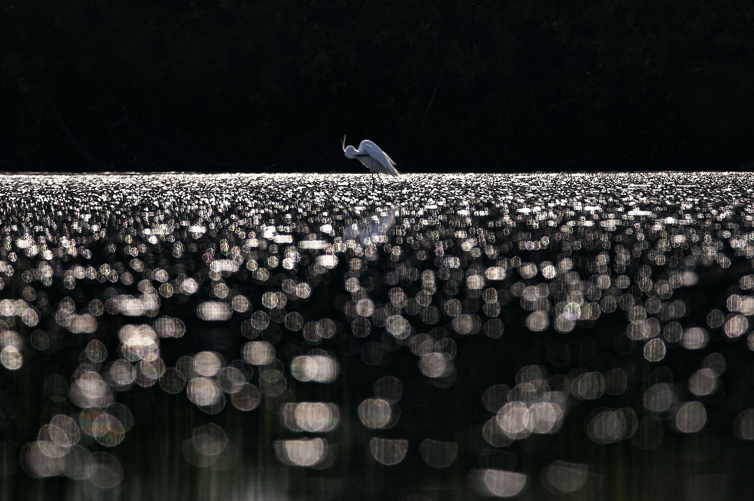 Garzetta al tramonto