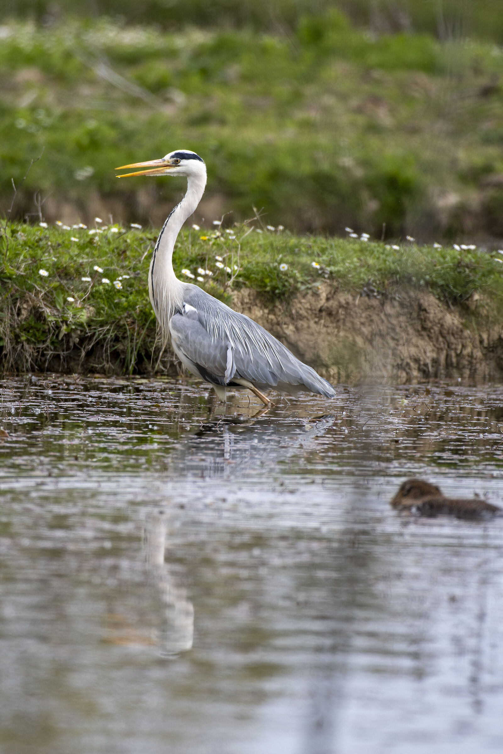 Airone Cenerino preoccupato per la Nutria