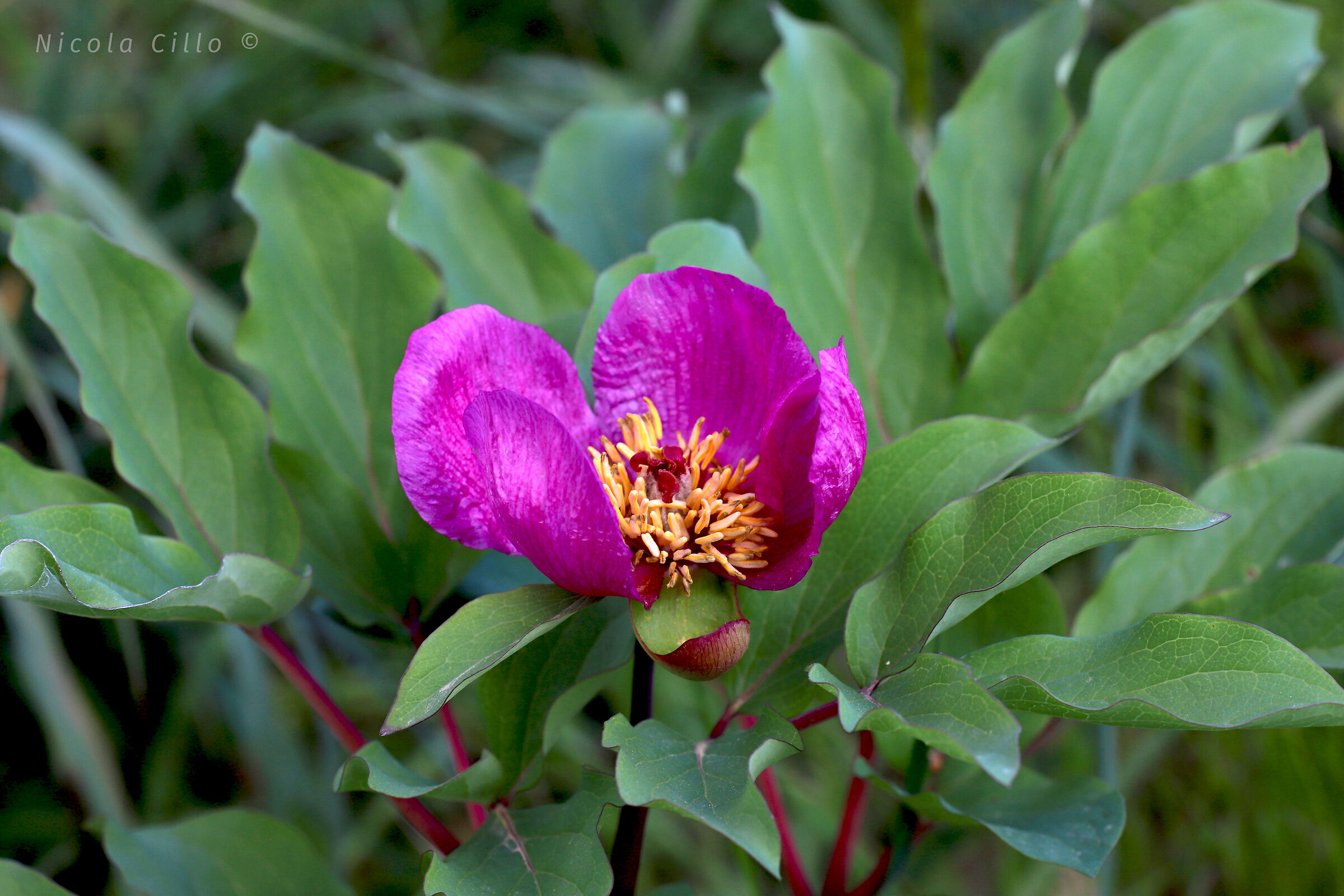paeonia mascula