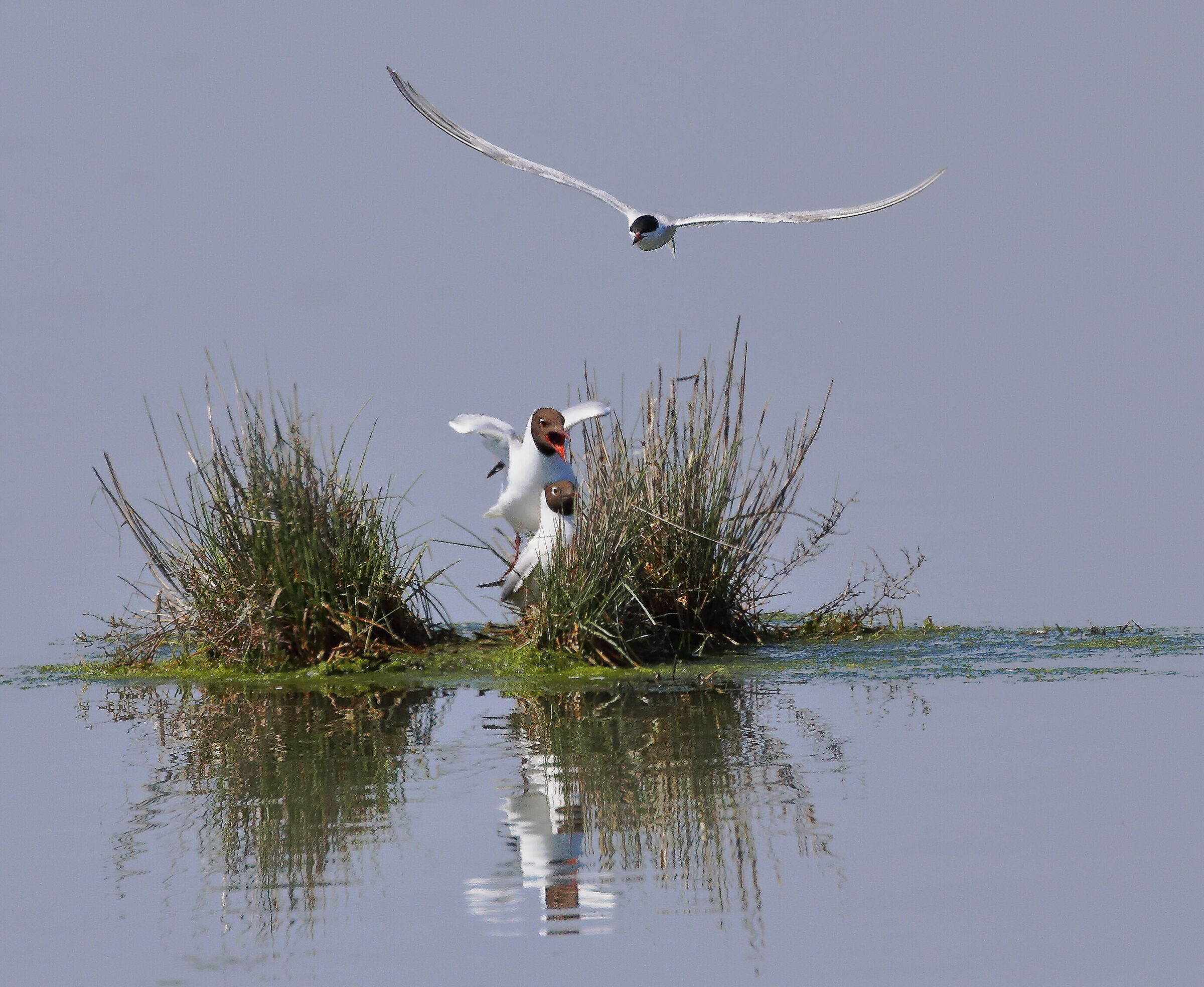 ...il terzo incomodo...