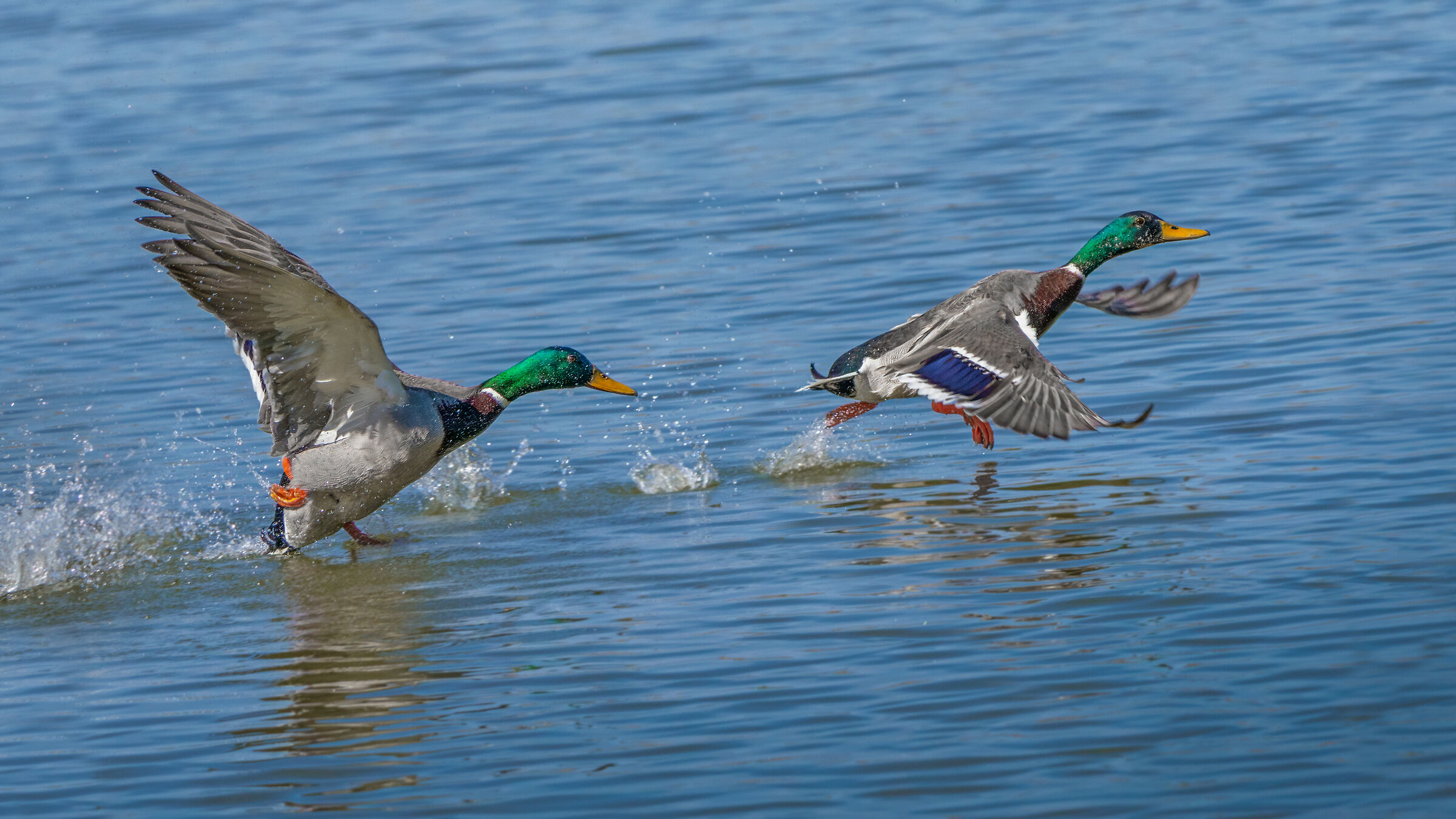 La corsa dei Germani