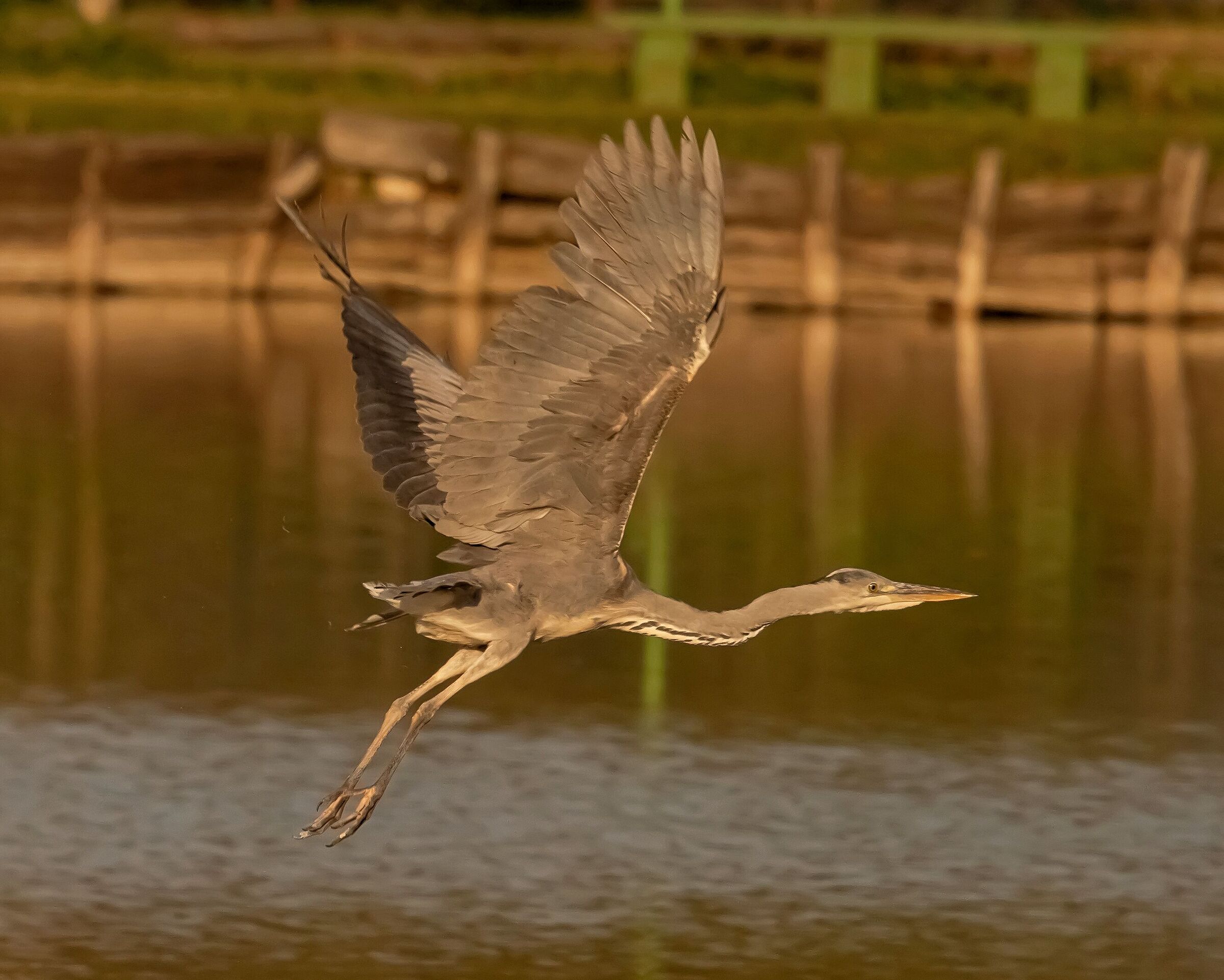 Heron Cenerino while departing 14/04/2021