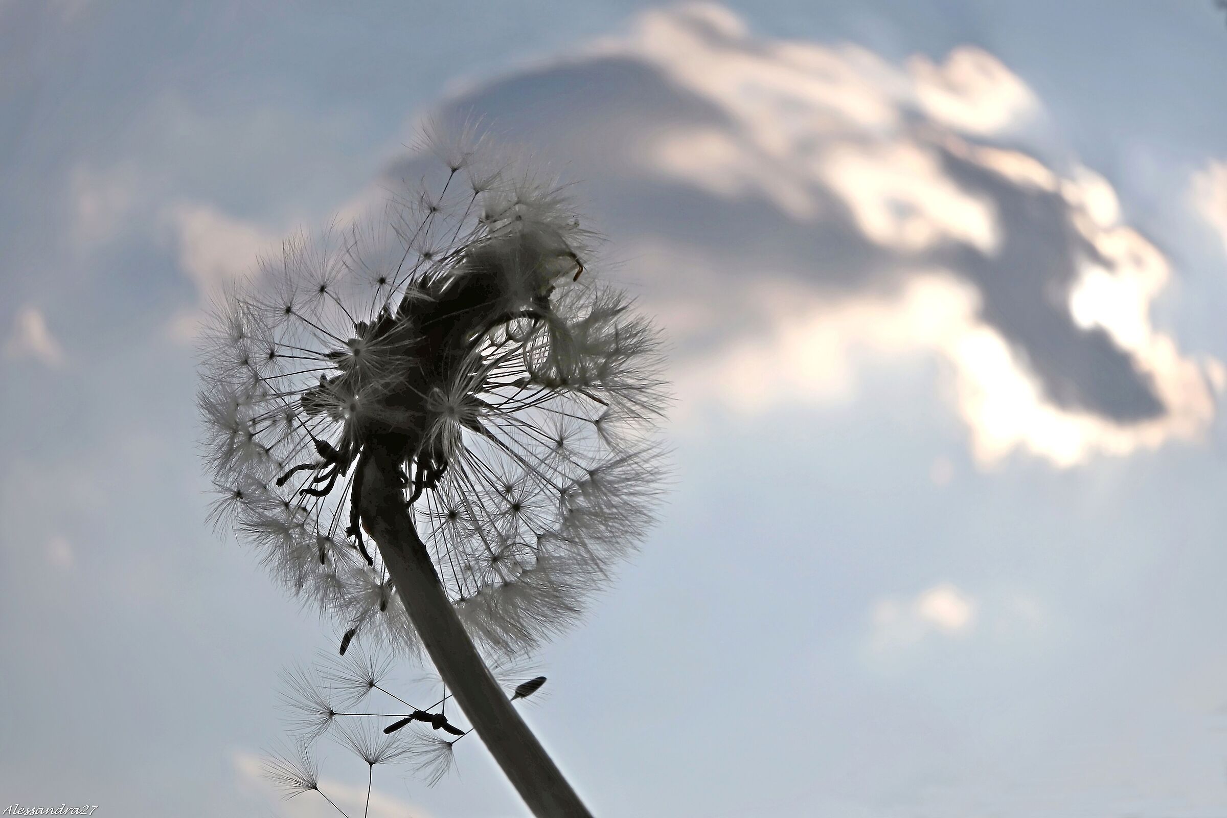 il soffione che voleva essere una nuvola ....