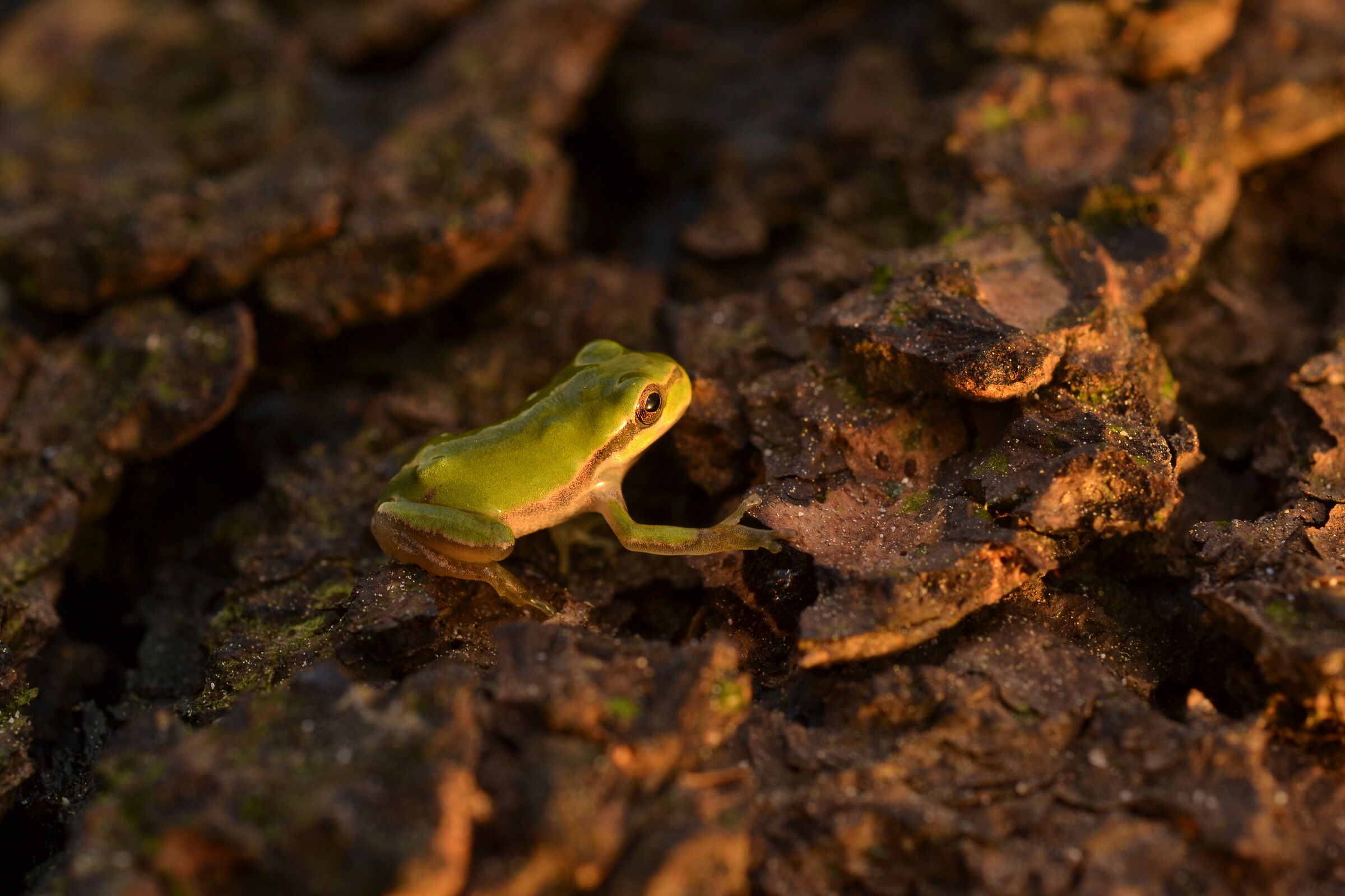 Raganella Hyla al tramonto