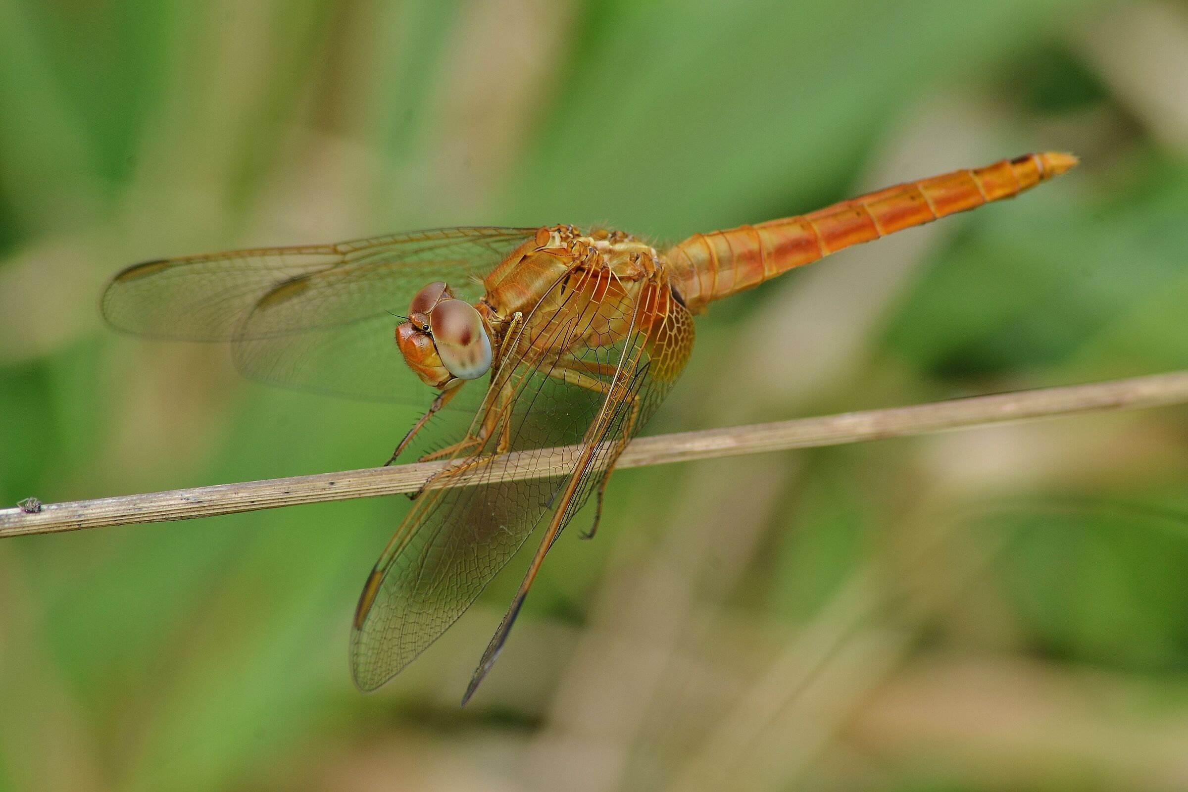 Libellula