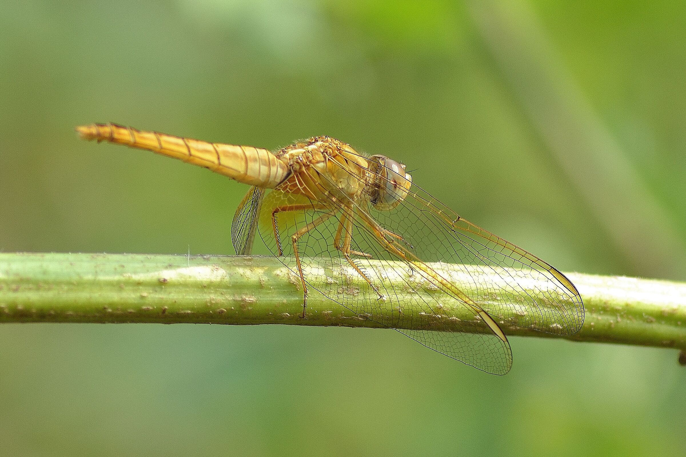 Libellula