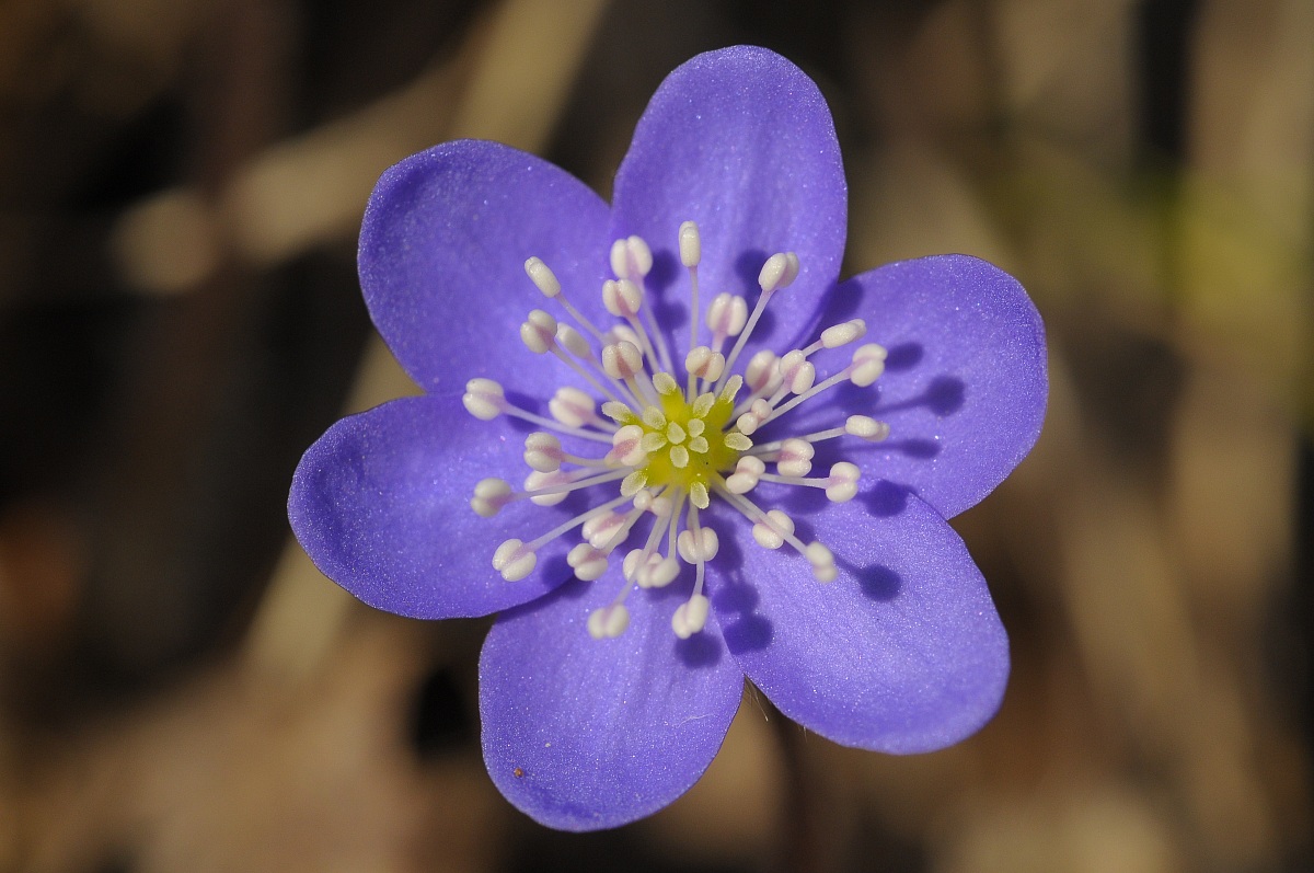 Hepatica Triloba (Ranuncolacee)