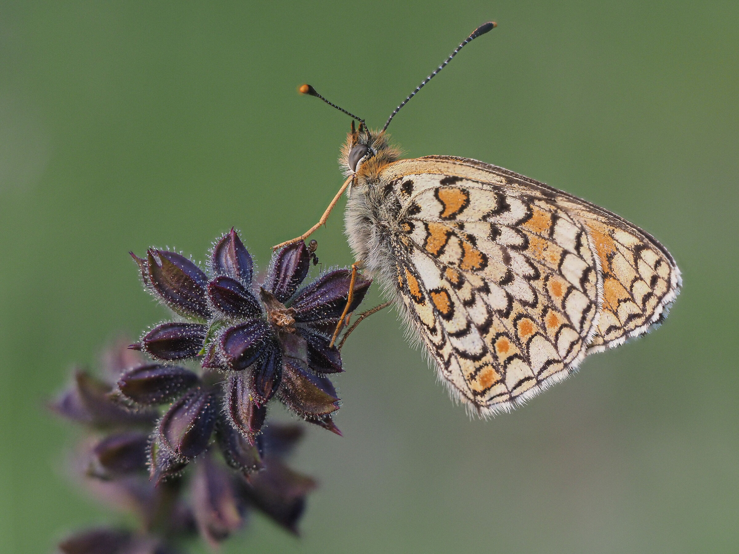la farfalla e la formica
