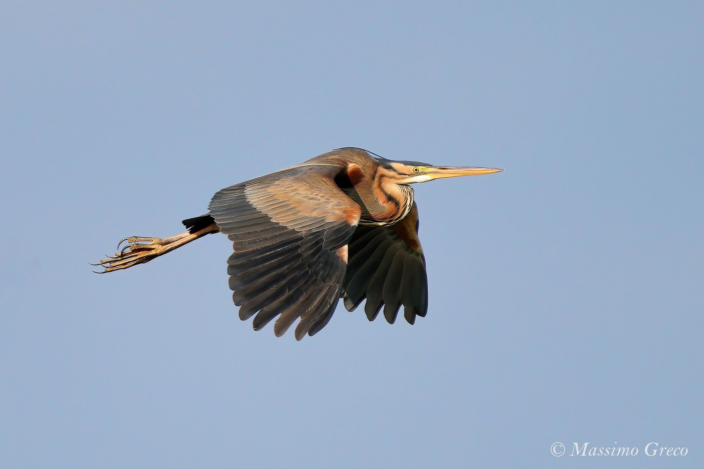 Airone rosso (Ardea purpurea)