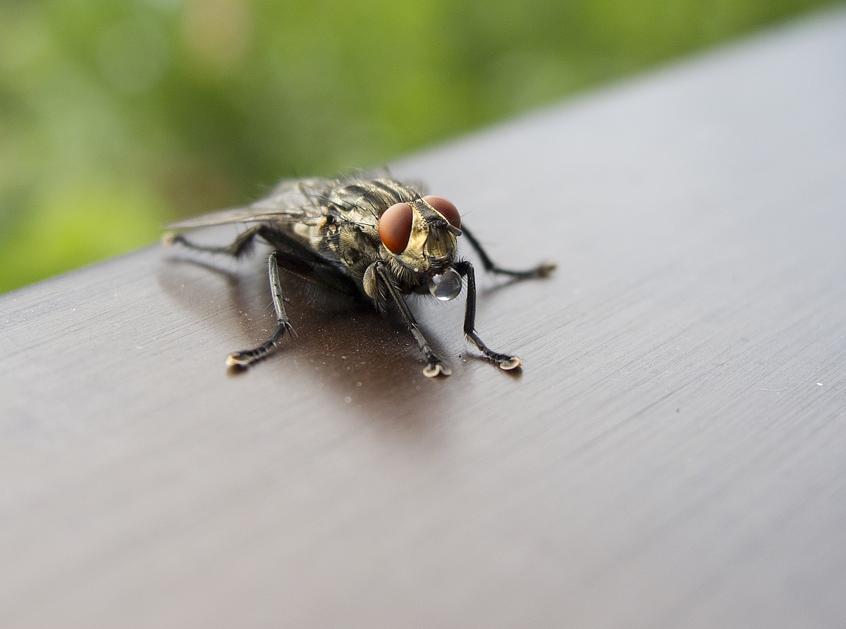 Fly with drops of water
