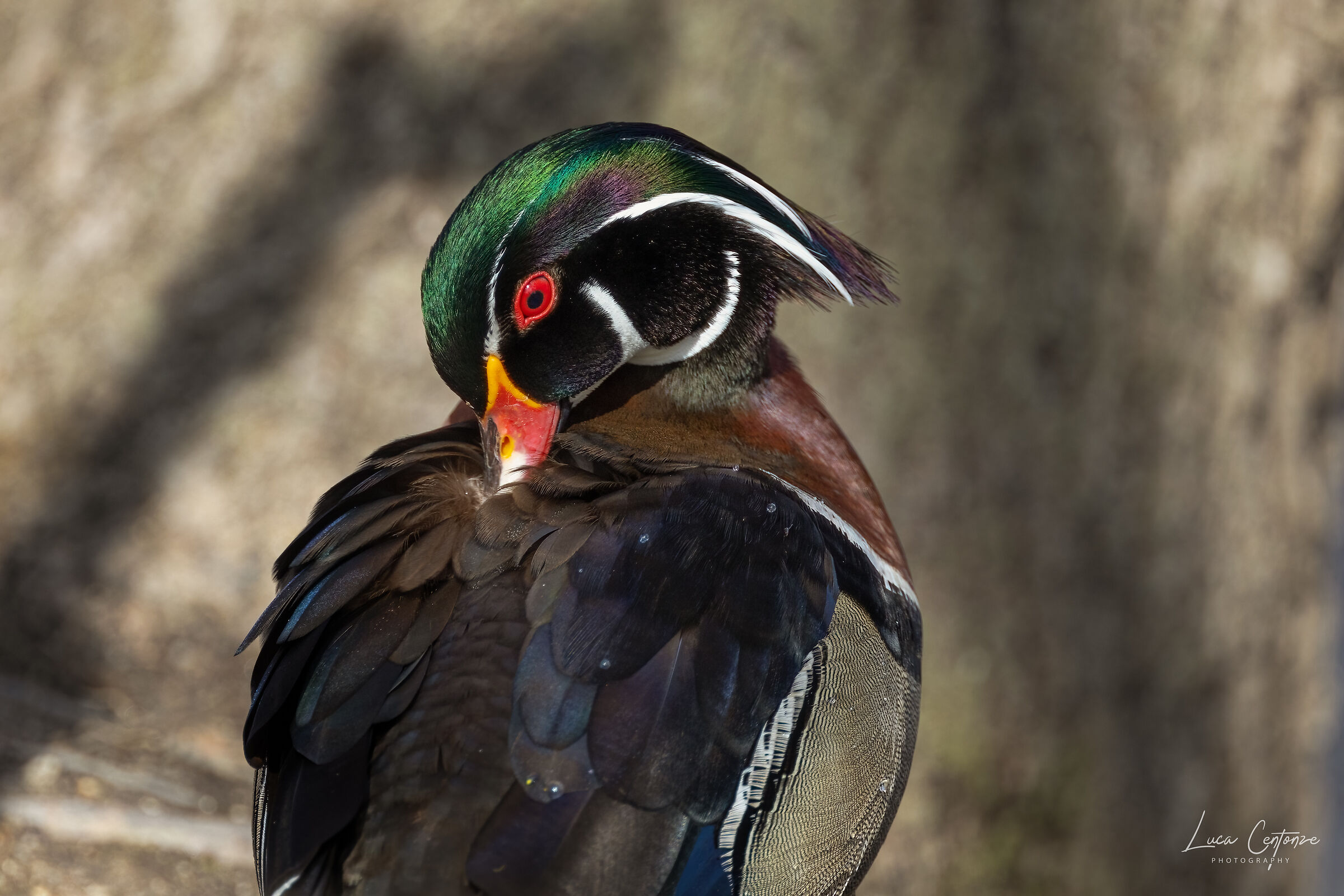 Wood Duck (Aix sponsa)