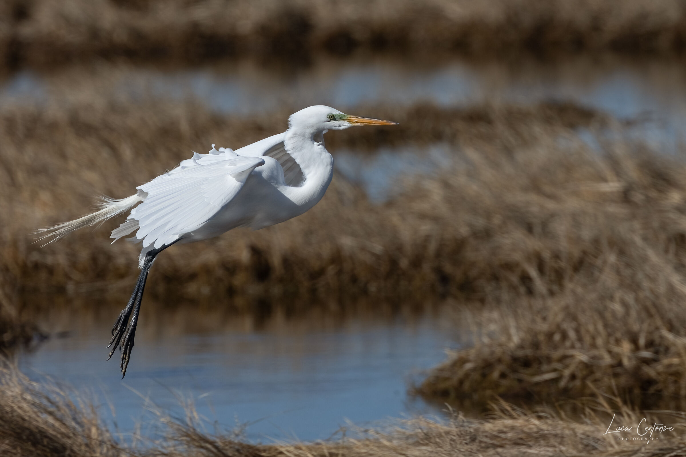 Great Egret (Ardea alba)