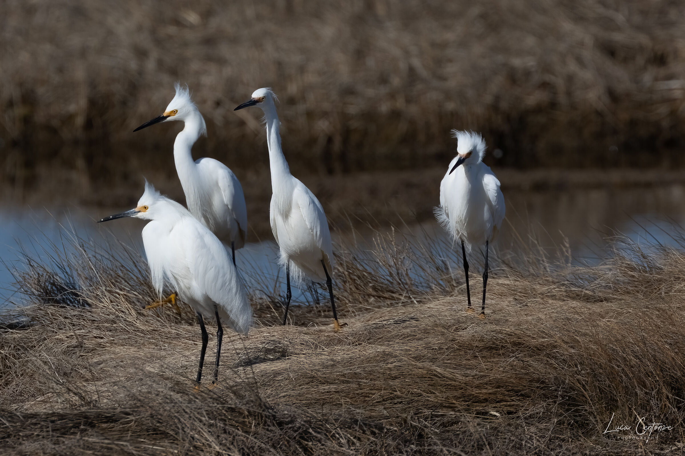 Snowy Egret (Egretta thula)