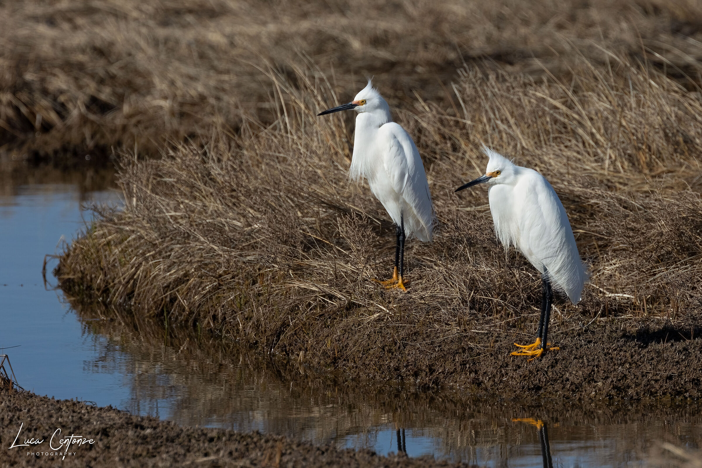 Snowy Egret (Egretta thula)