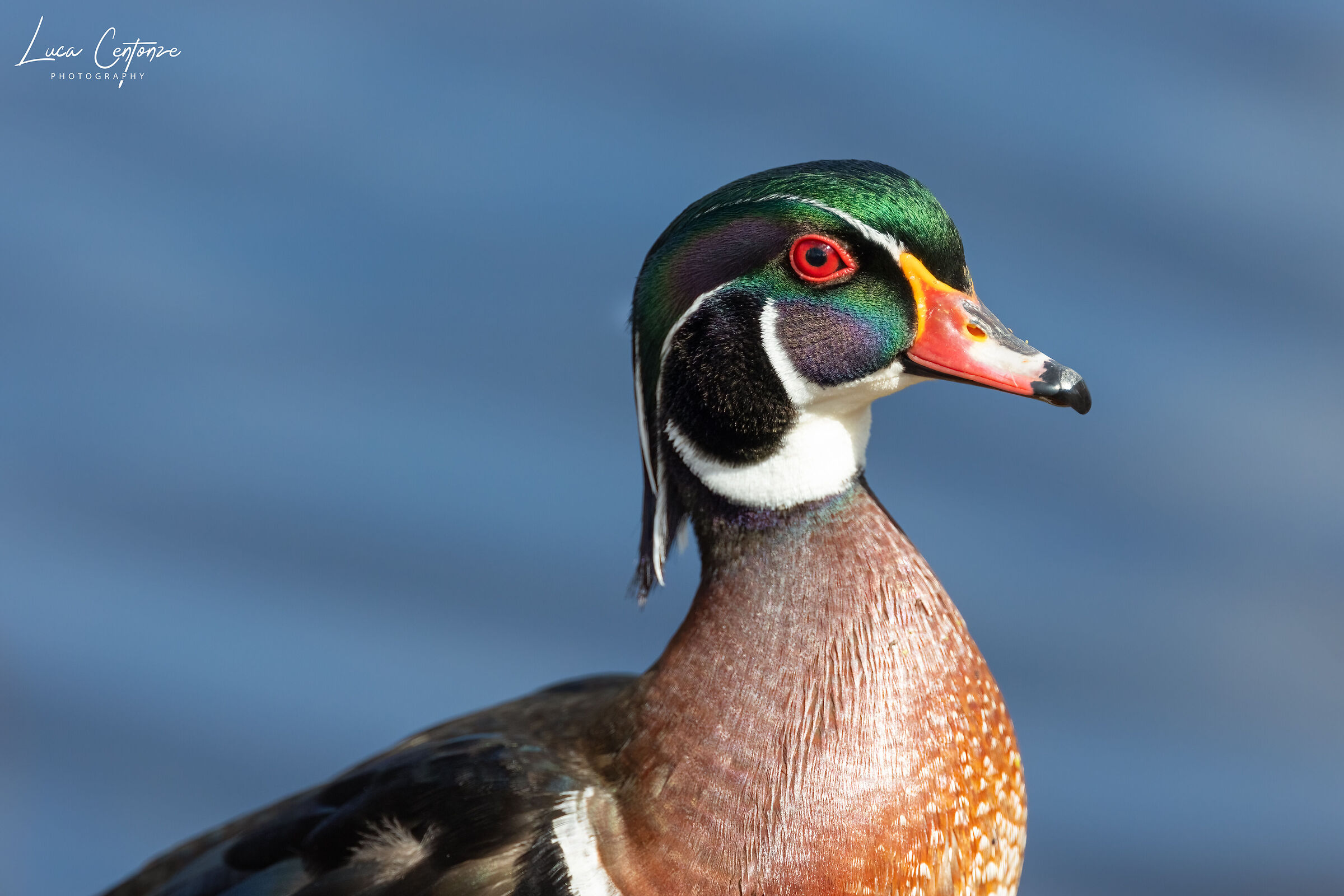 Wood Duck (Aix sponsa)