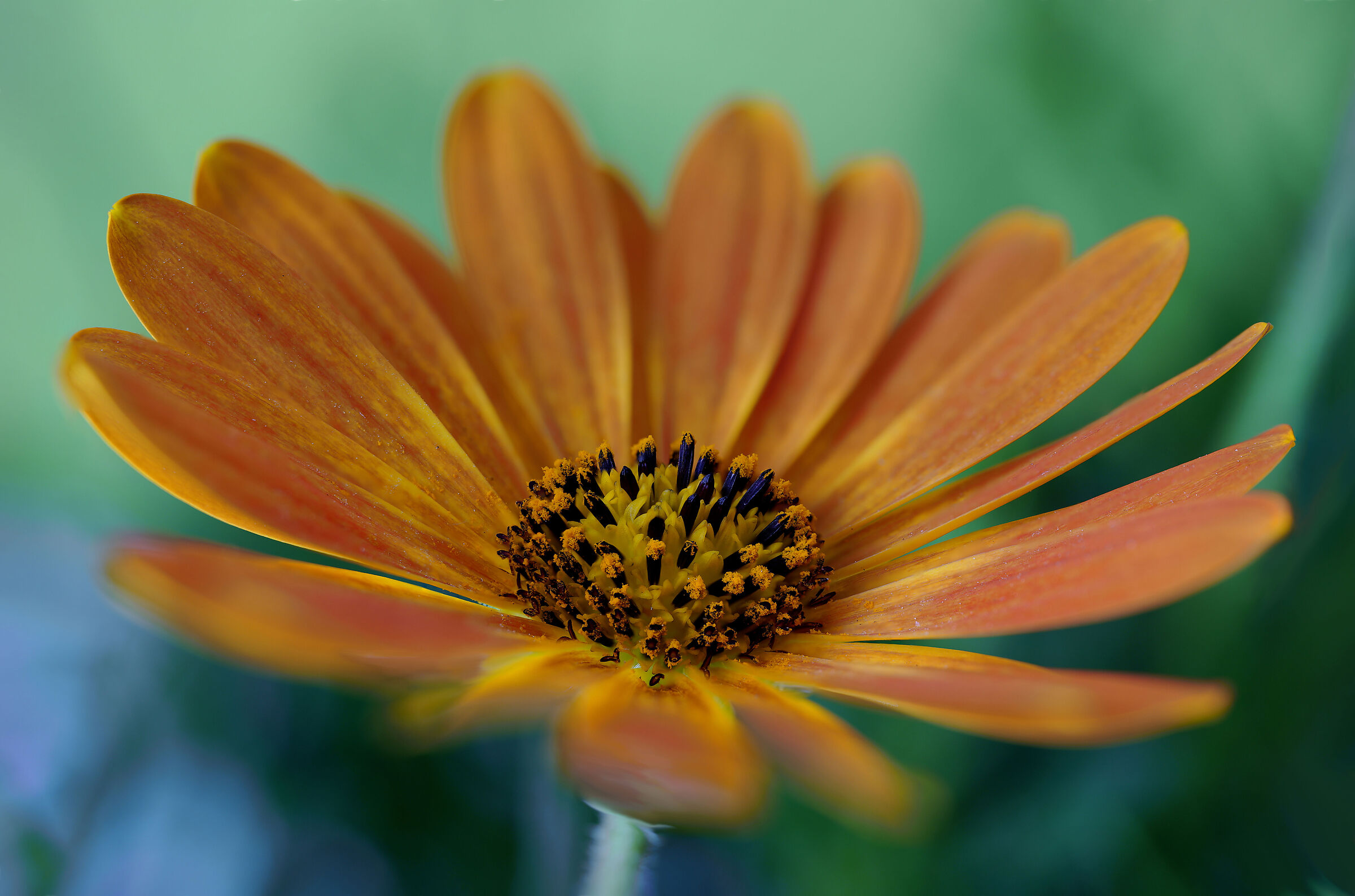 Osteospermum