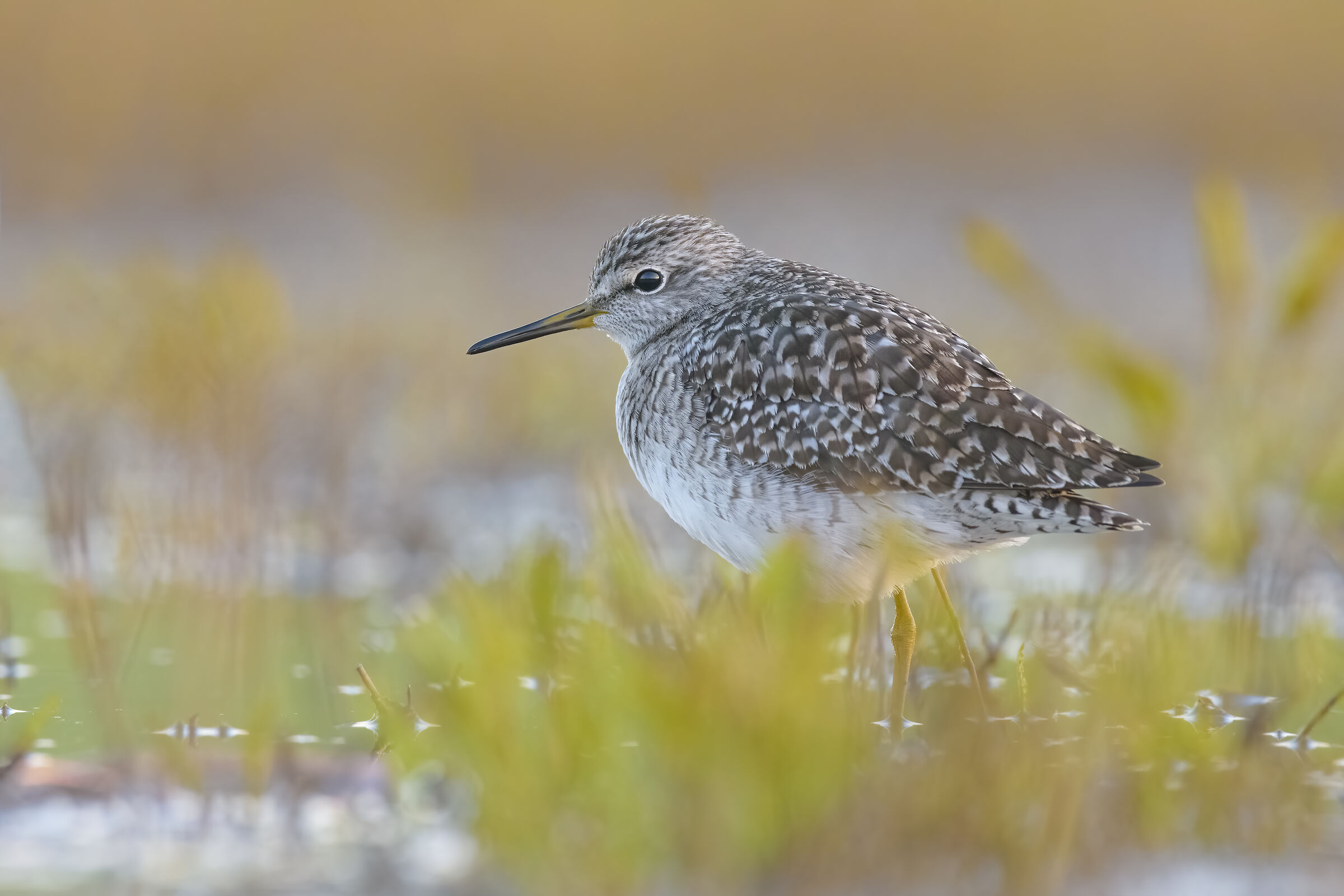 Piro piro boschereccio 5K