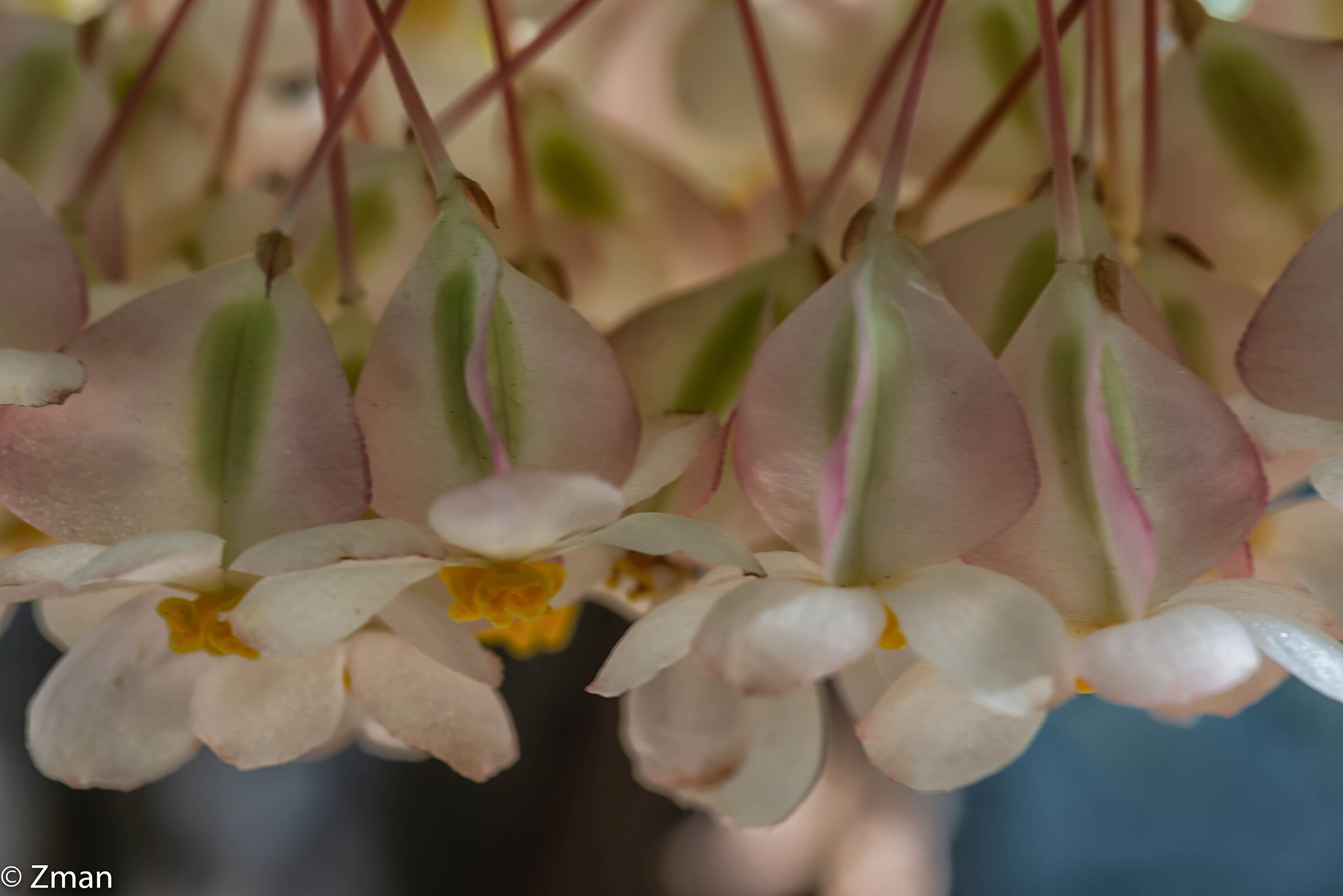Wax Begonia Flowers