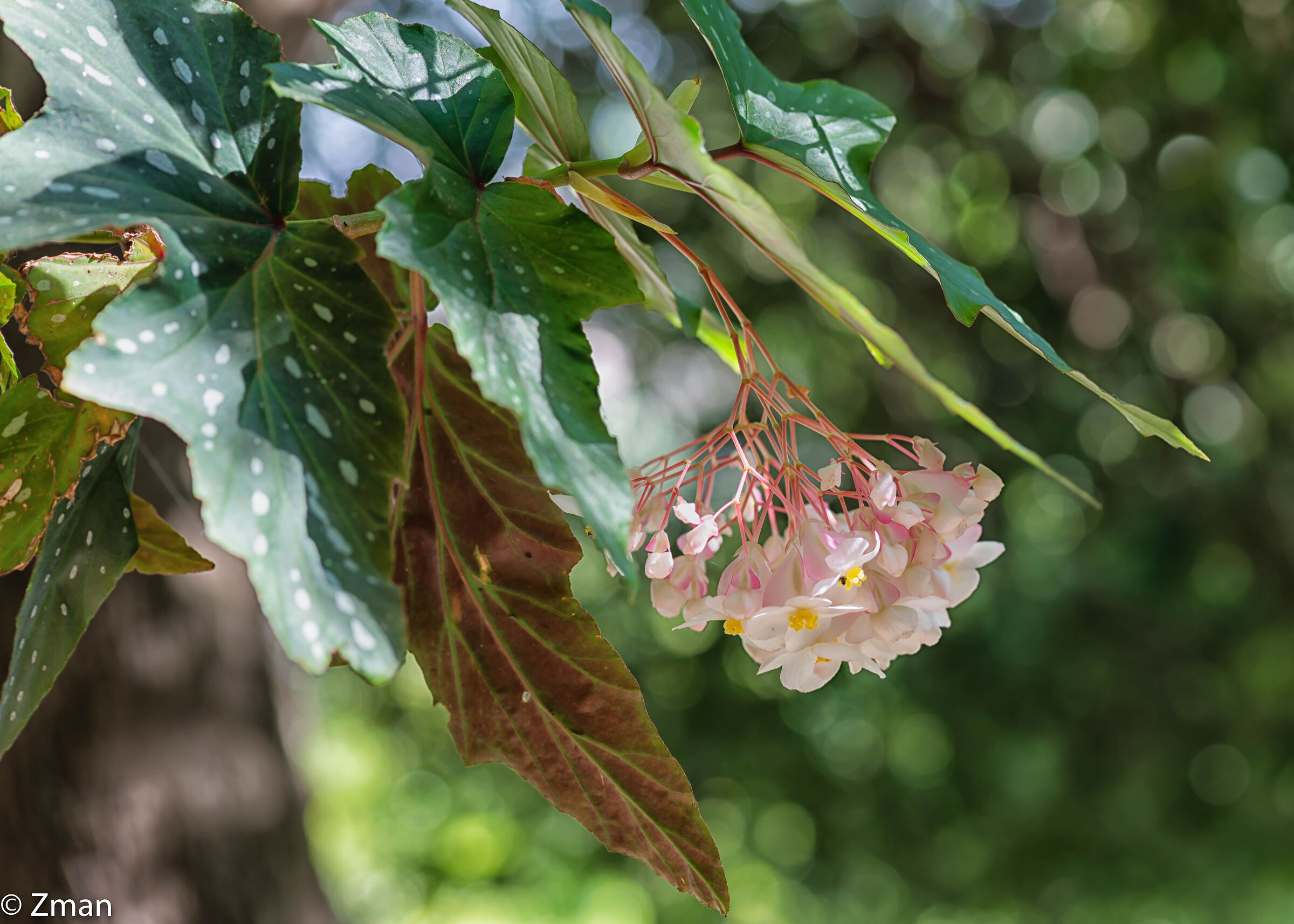 Wax Begonia Flowers