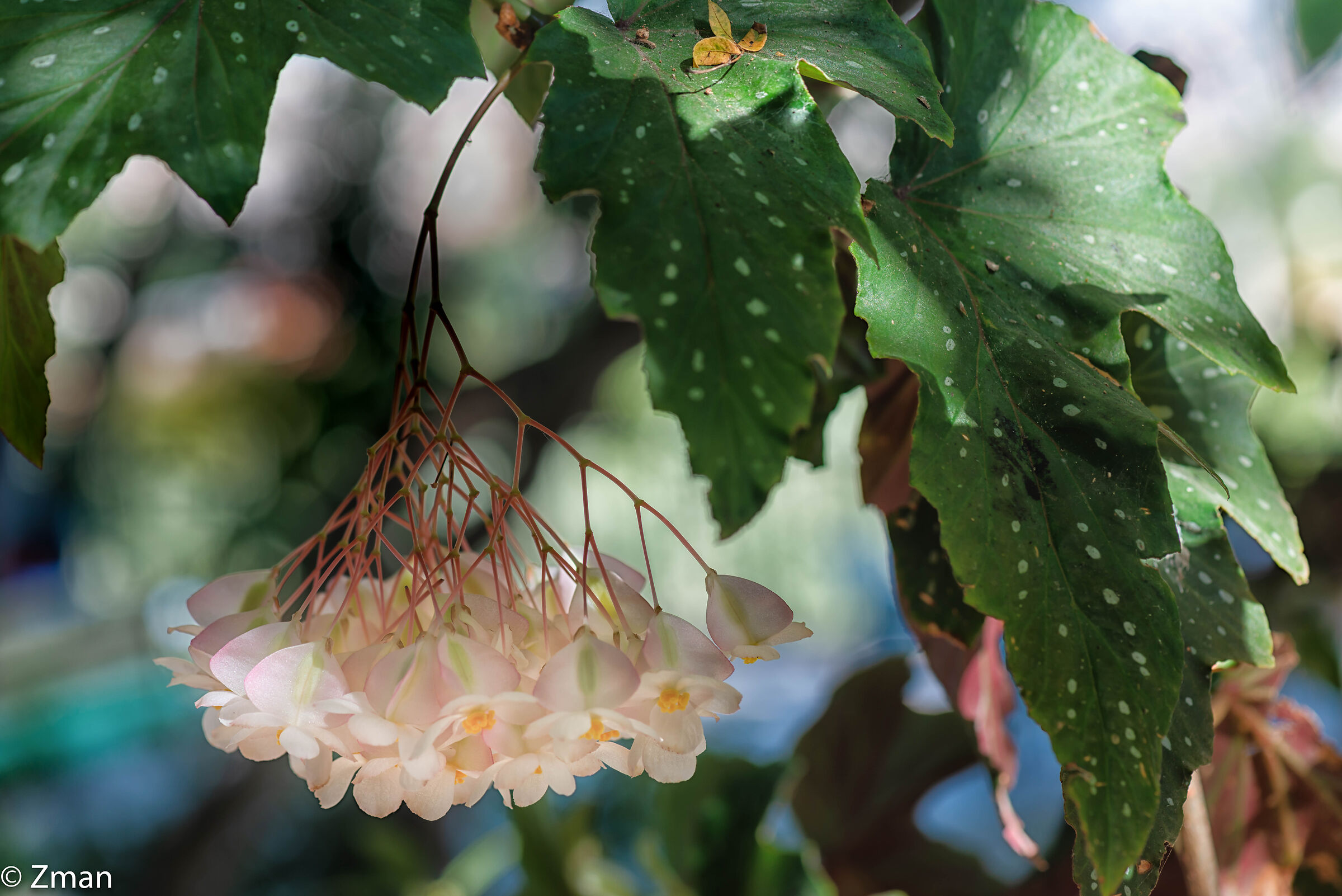 Wax Begonia Flowers