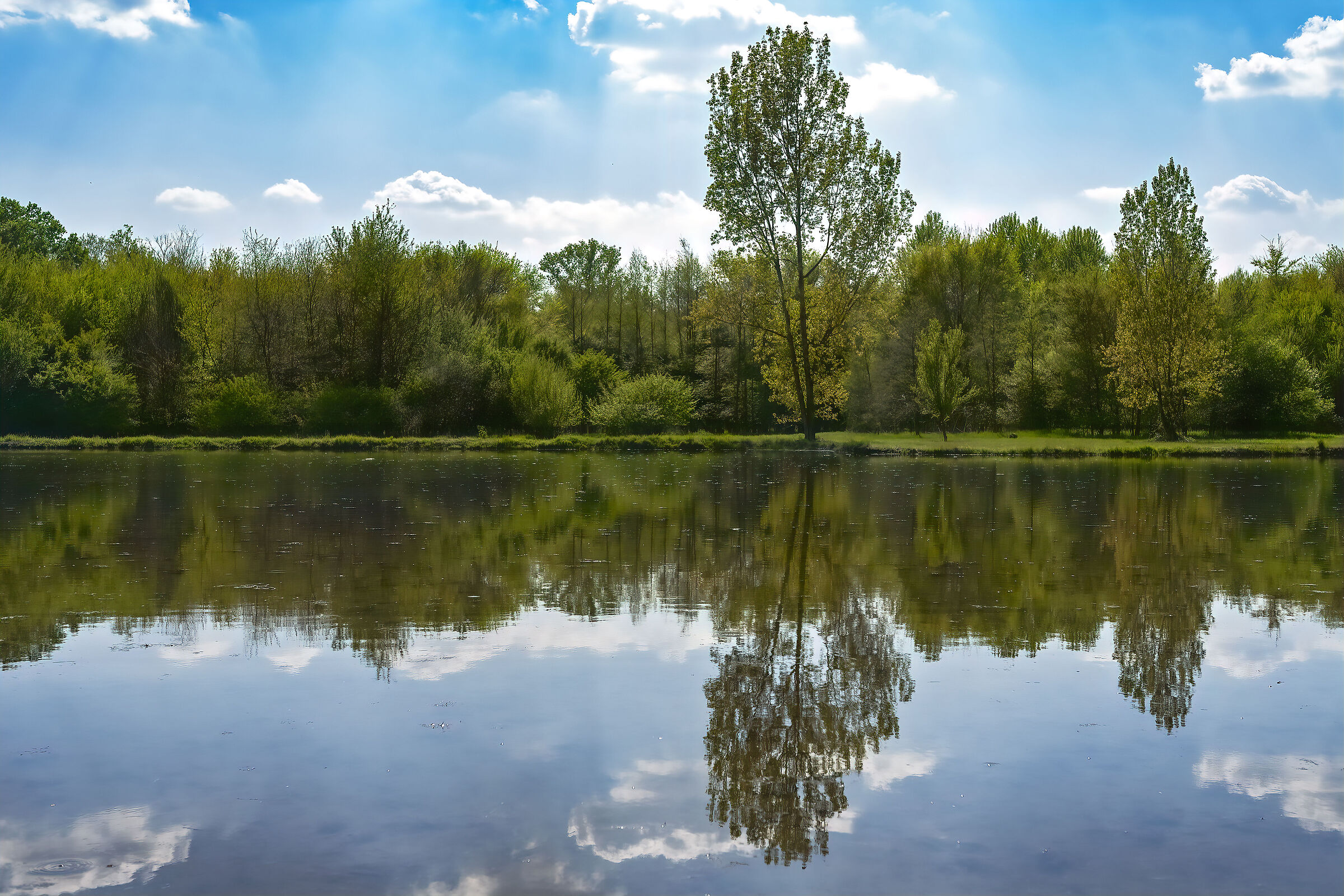 Riflessi in risaia