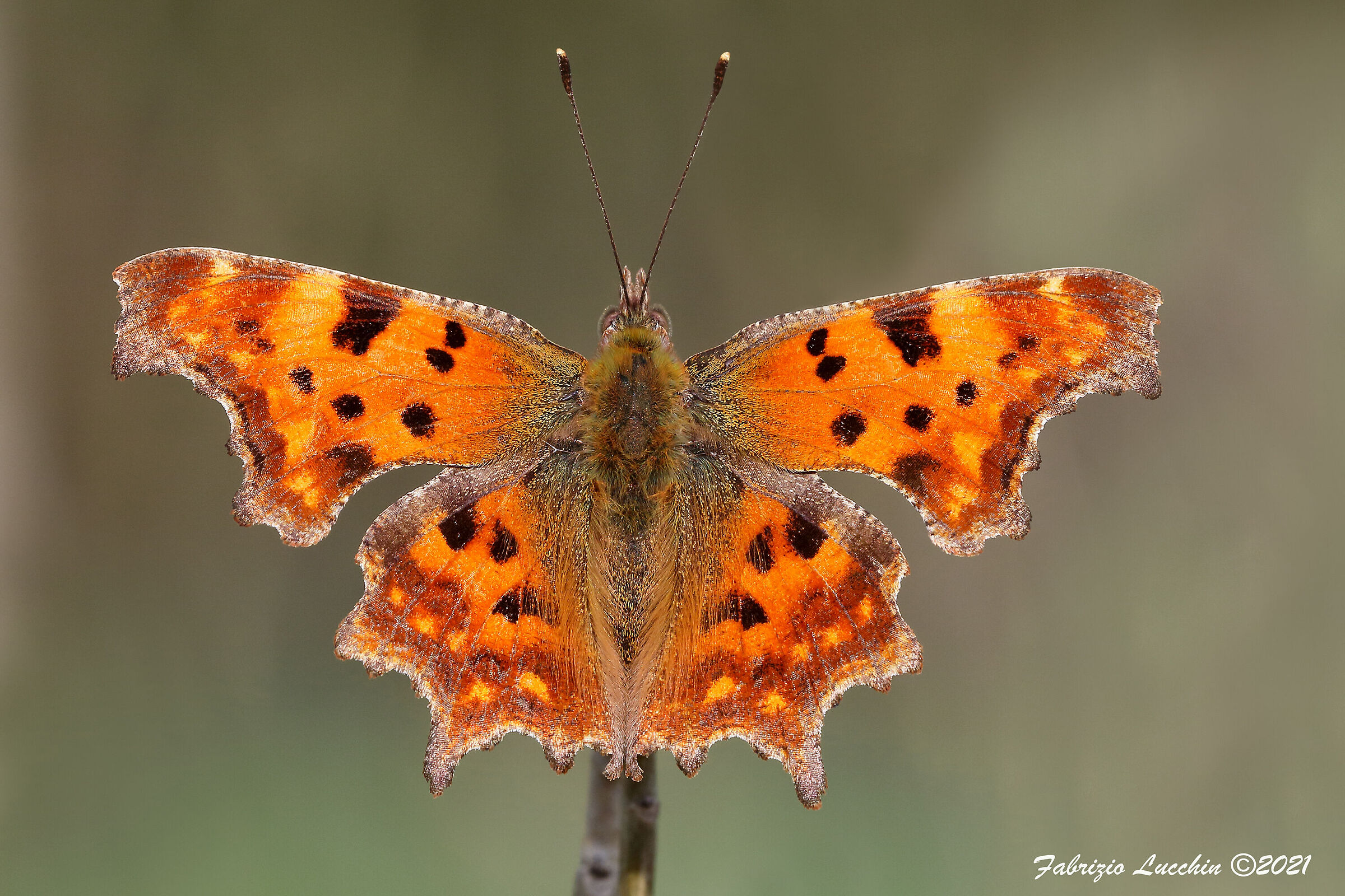 Vanessa c-bianco (Polygonia c-album) svernante