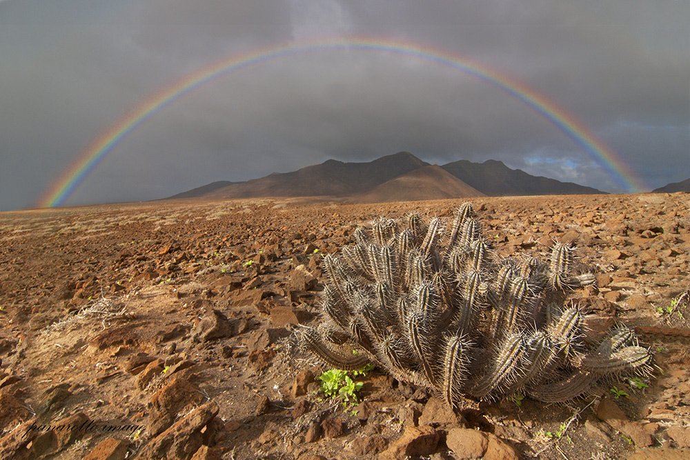 Euphorbia handiensis Fuerteventura