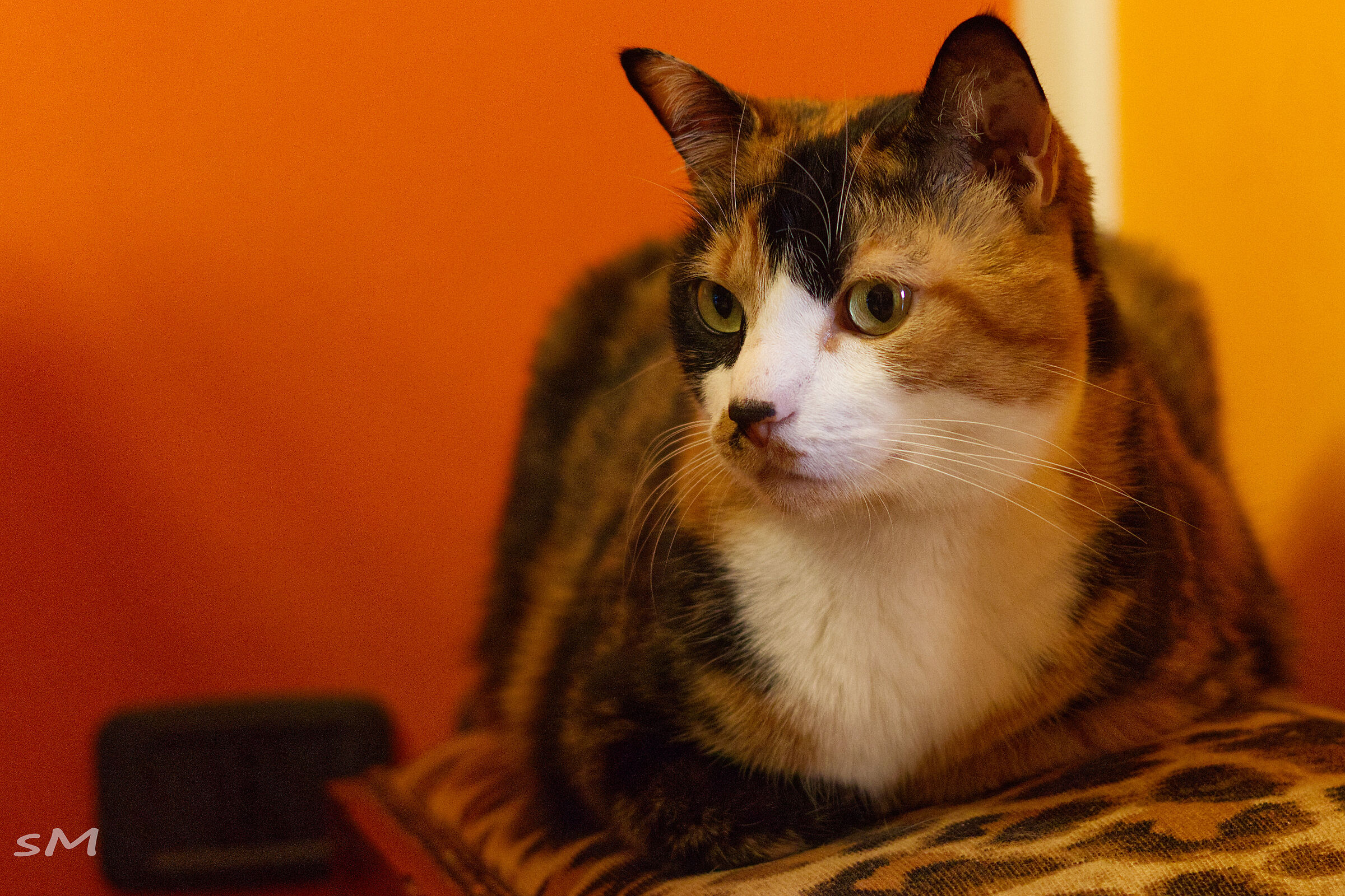 Zoe la Gatta ....alti iso