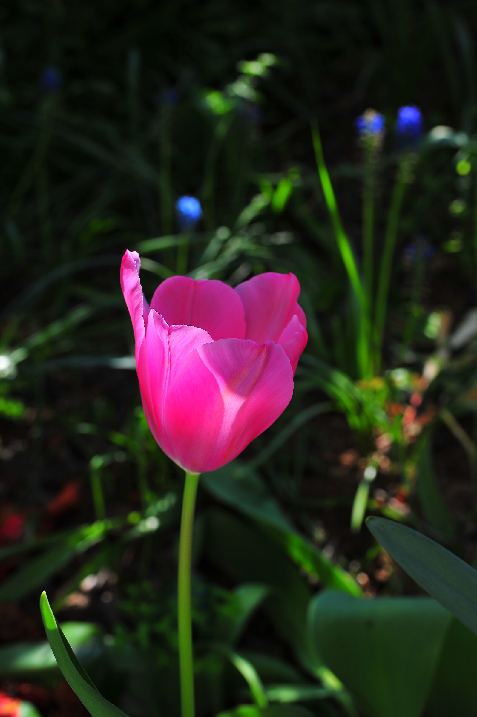 tulipano rosa