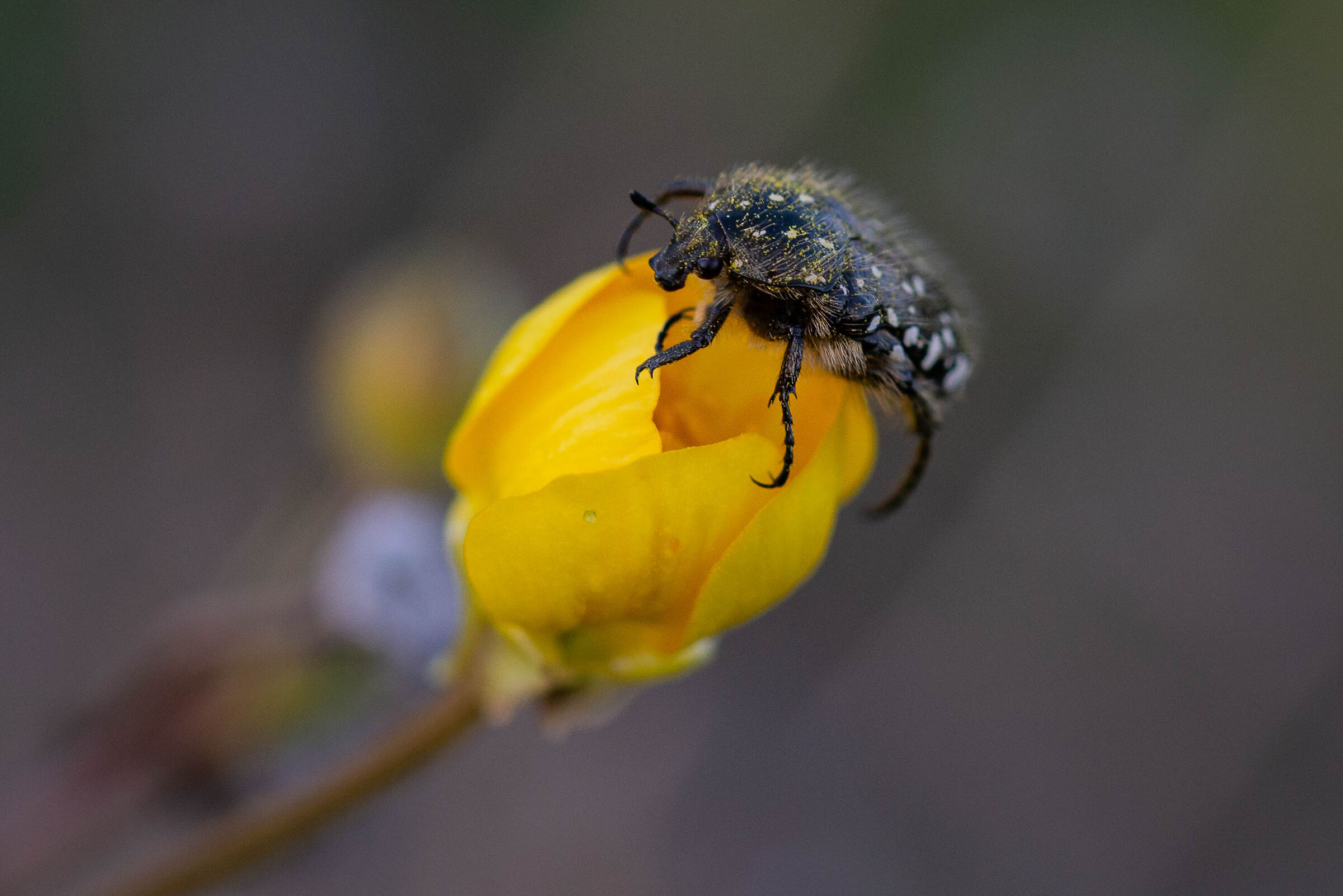 Cetoniella al tramonto