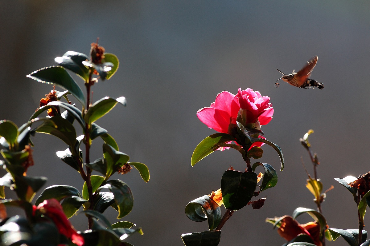 Primavera è tornata.