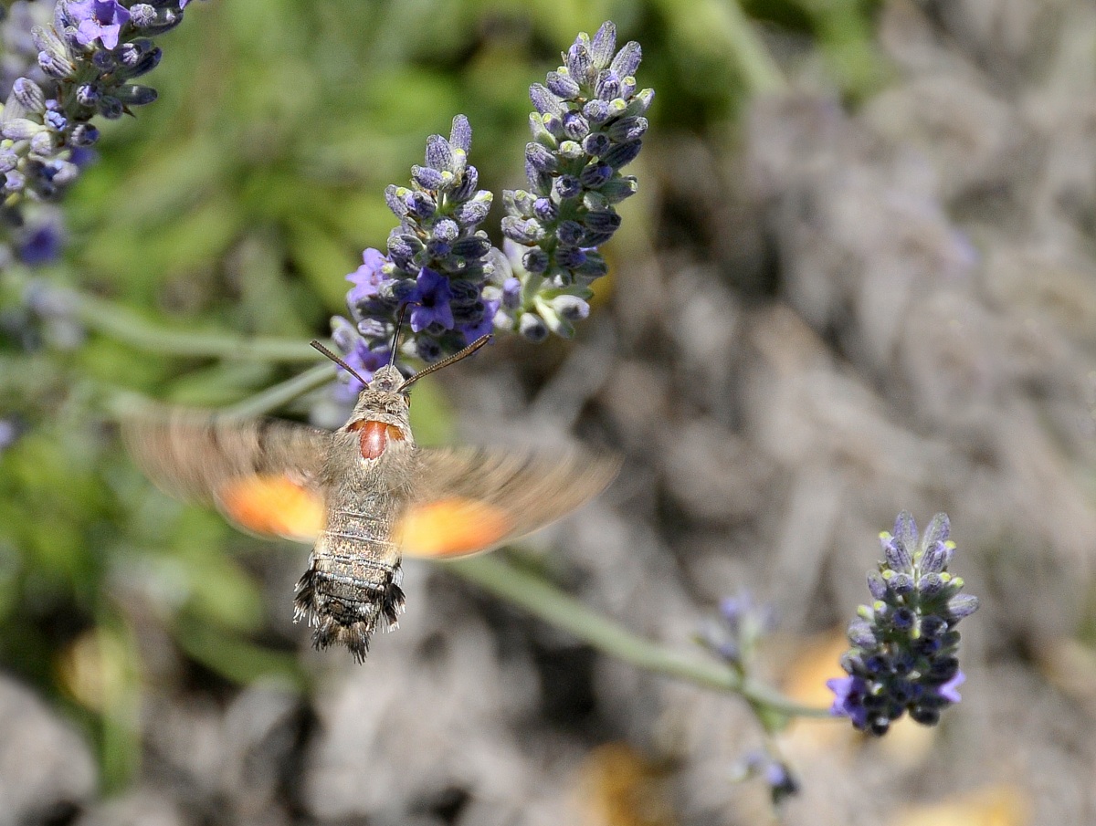 Macroglossum stellatarum