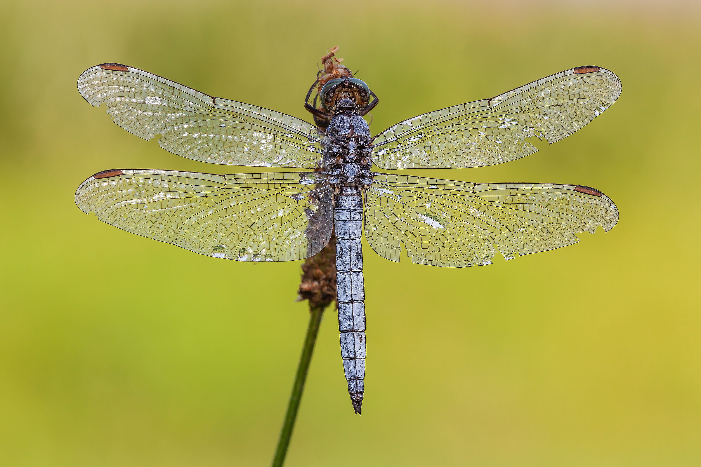 Orthetrum coerulesens