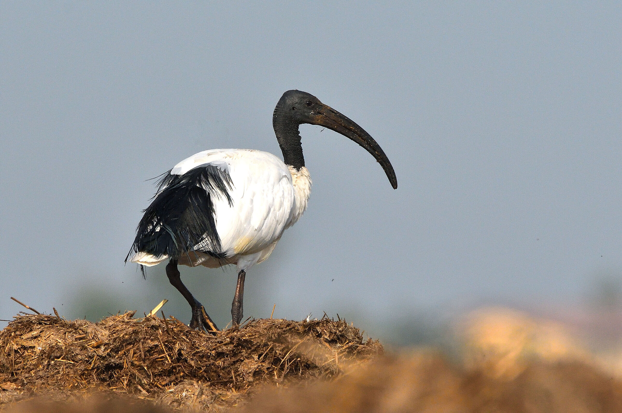 sacred ibis