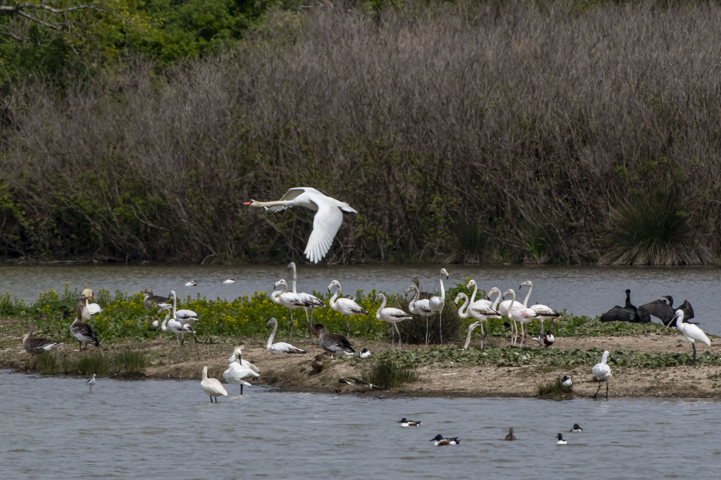 Il sorvolo del cigno