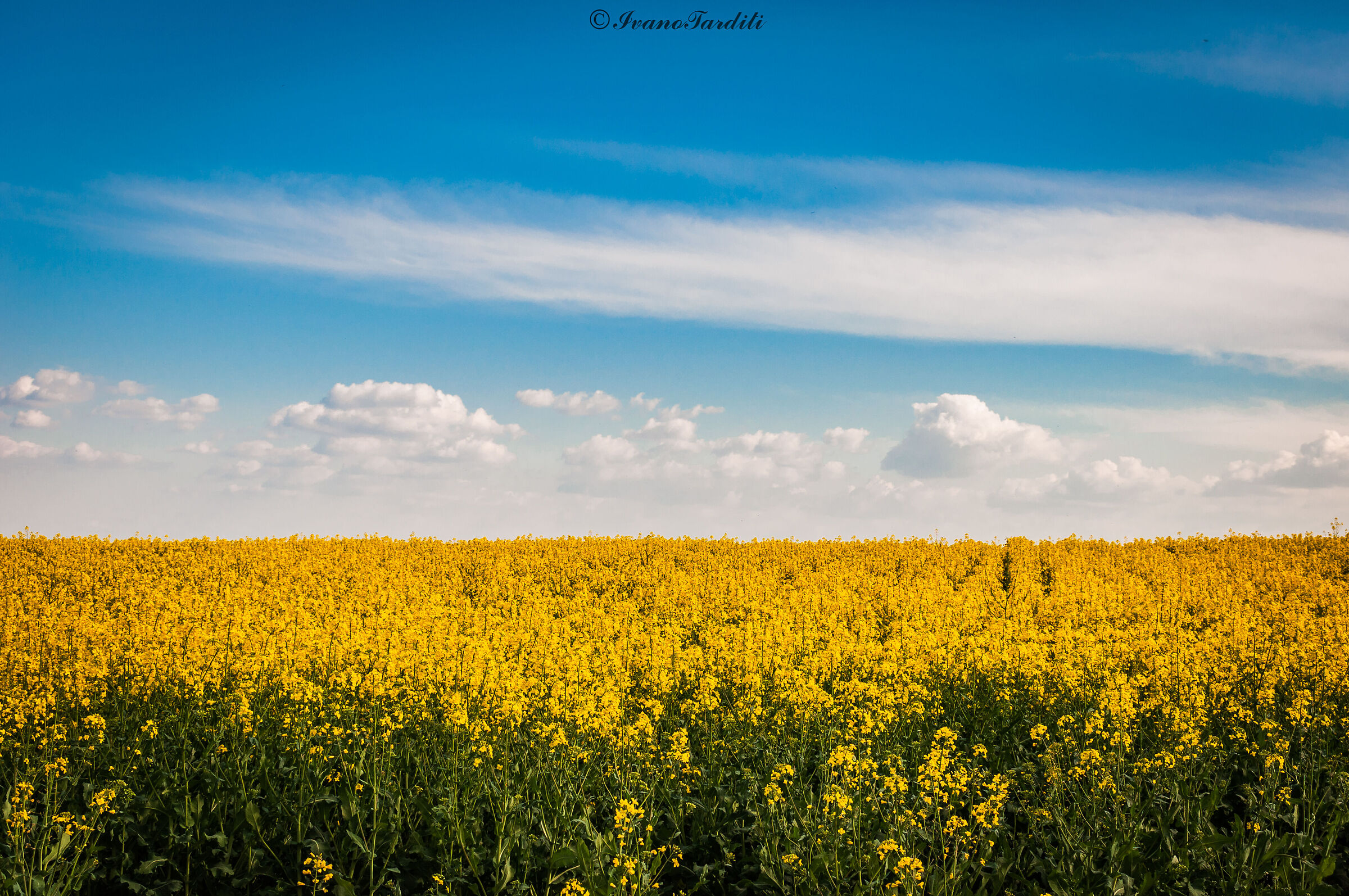 spring