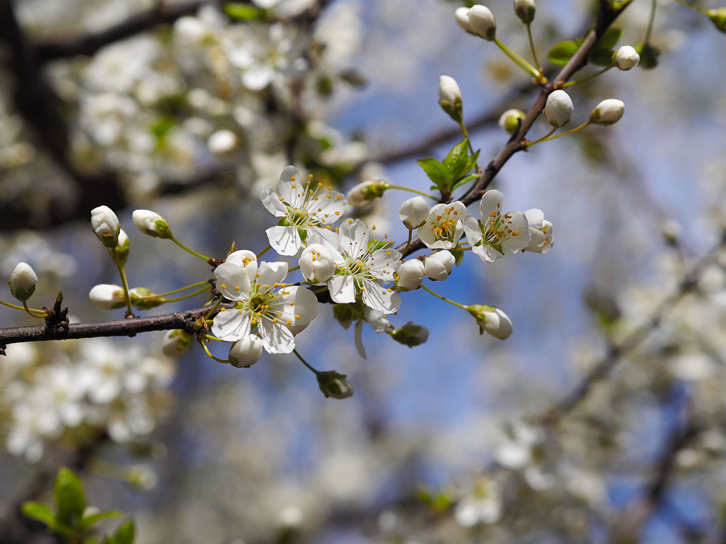 il candore della primavera