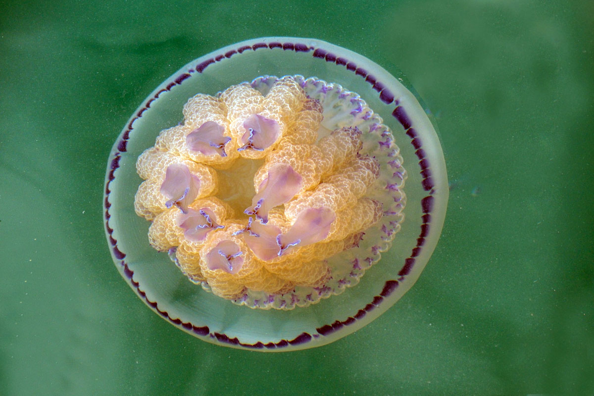 Il "lato B" della Rhizostoma pulmo