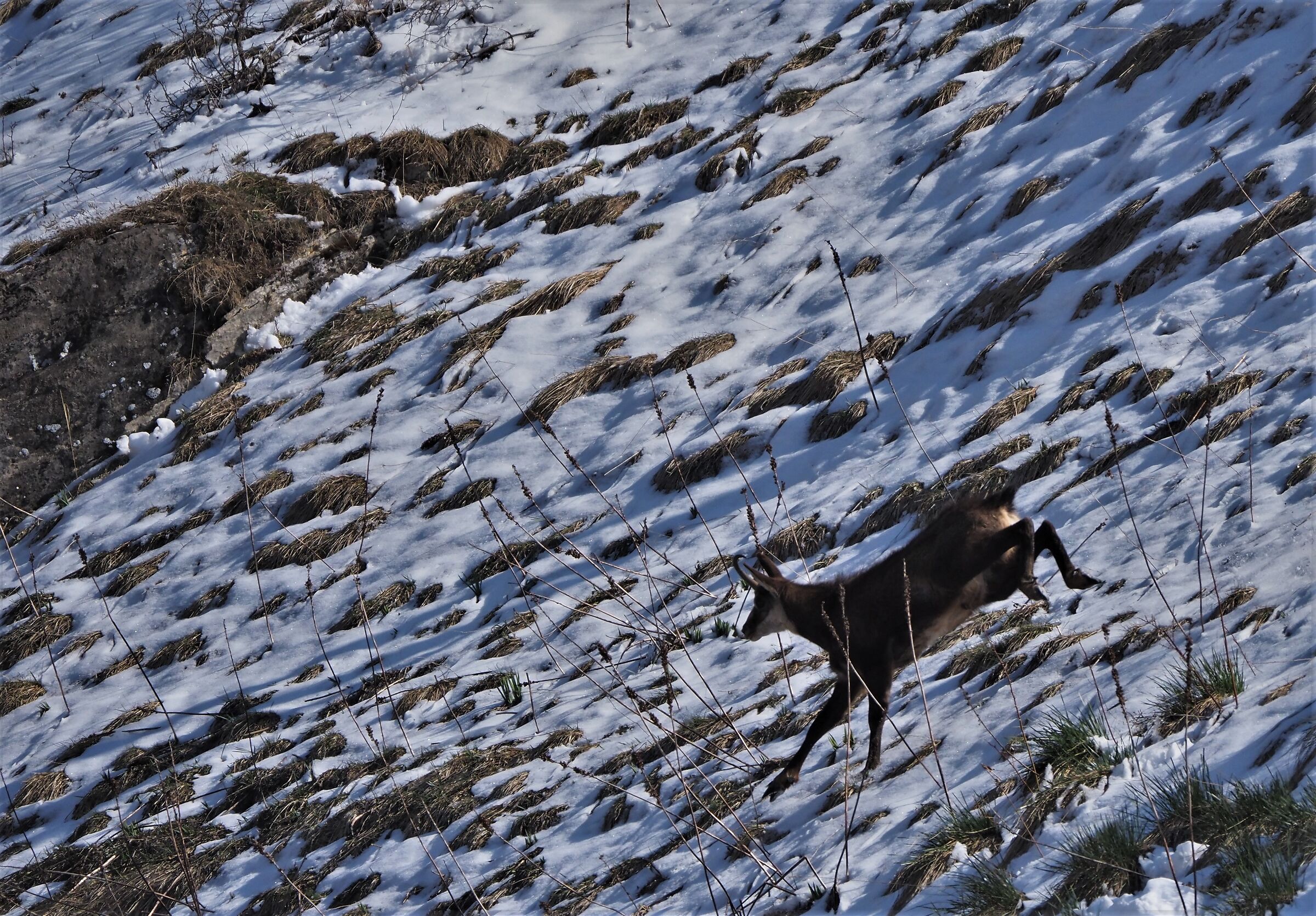 chamois