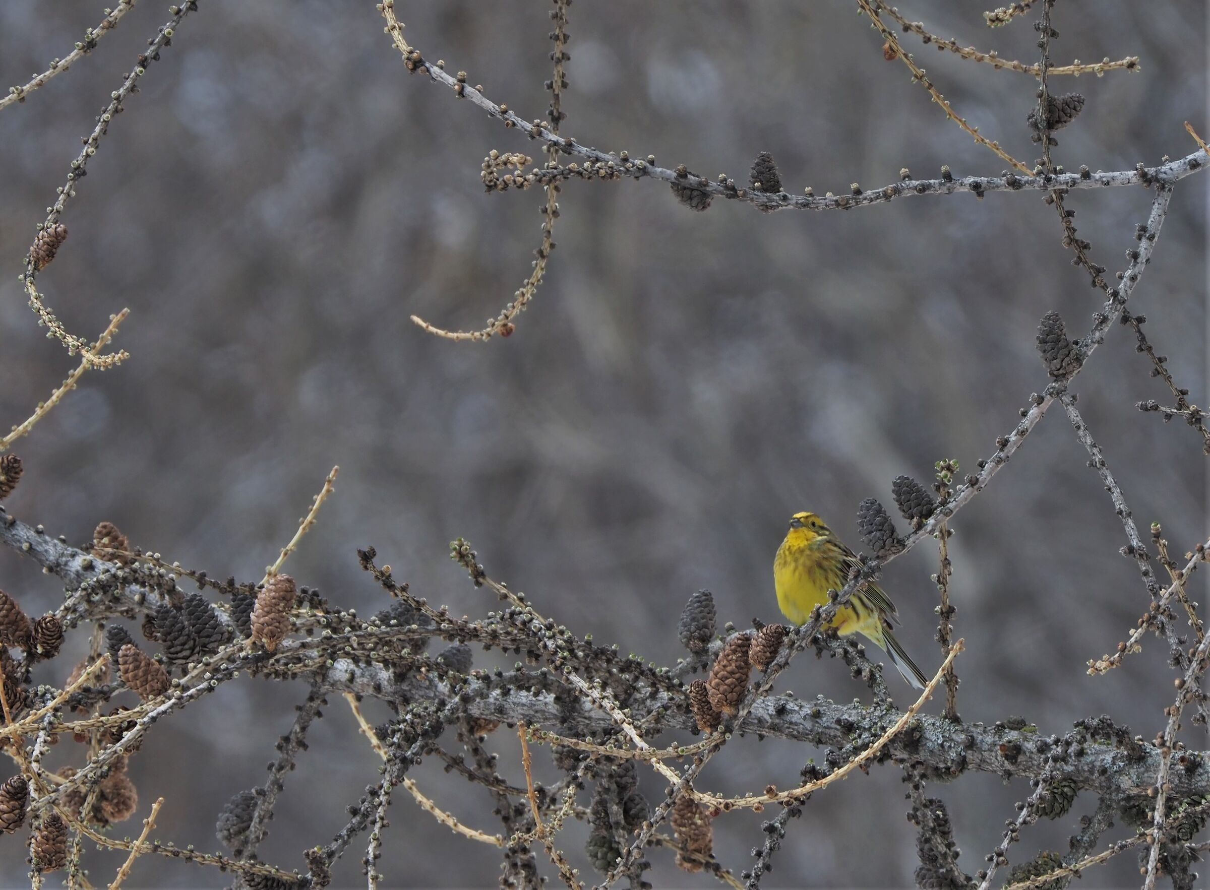 yellowhammer