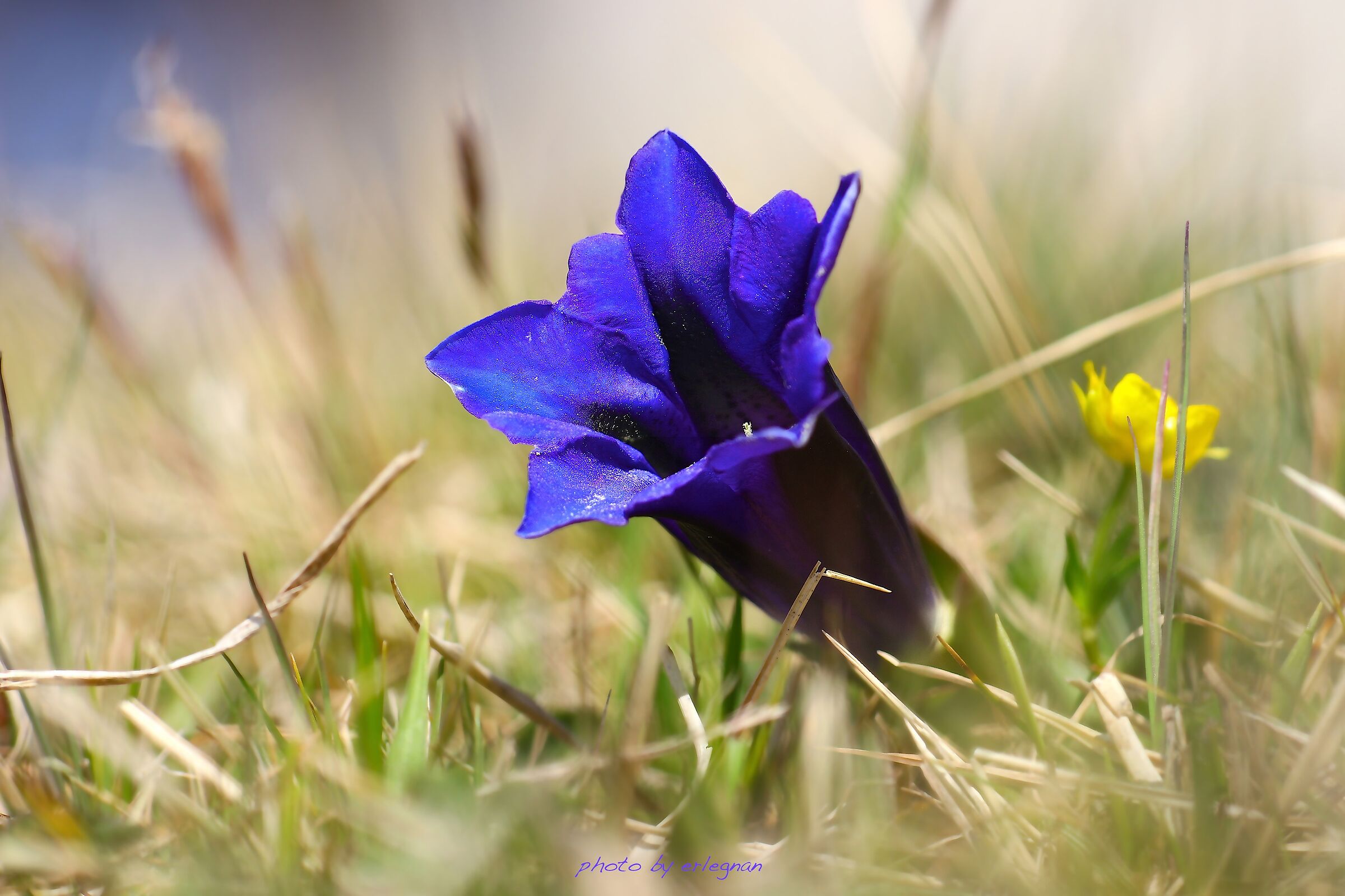 Genziana 1